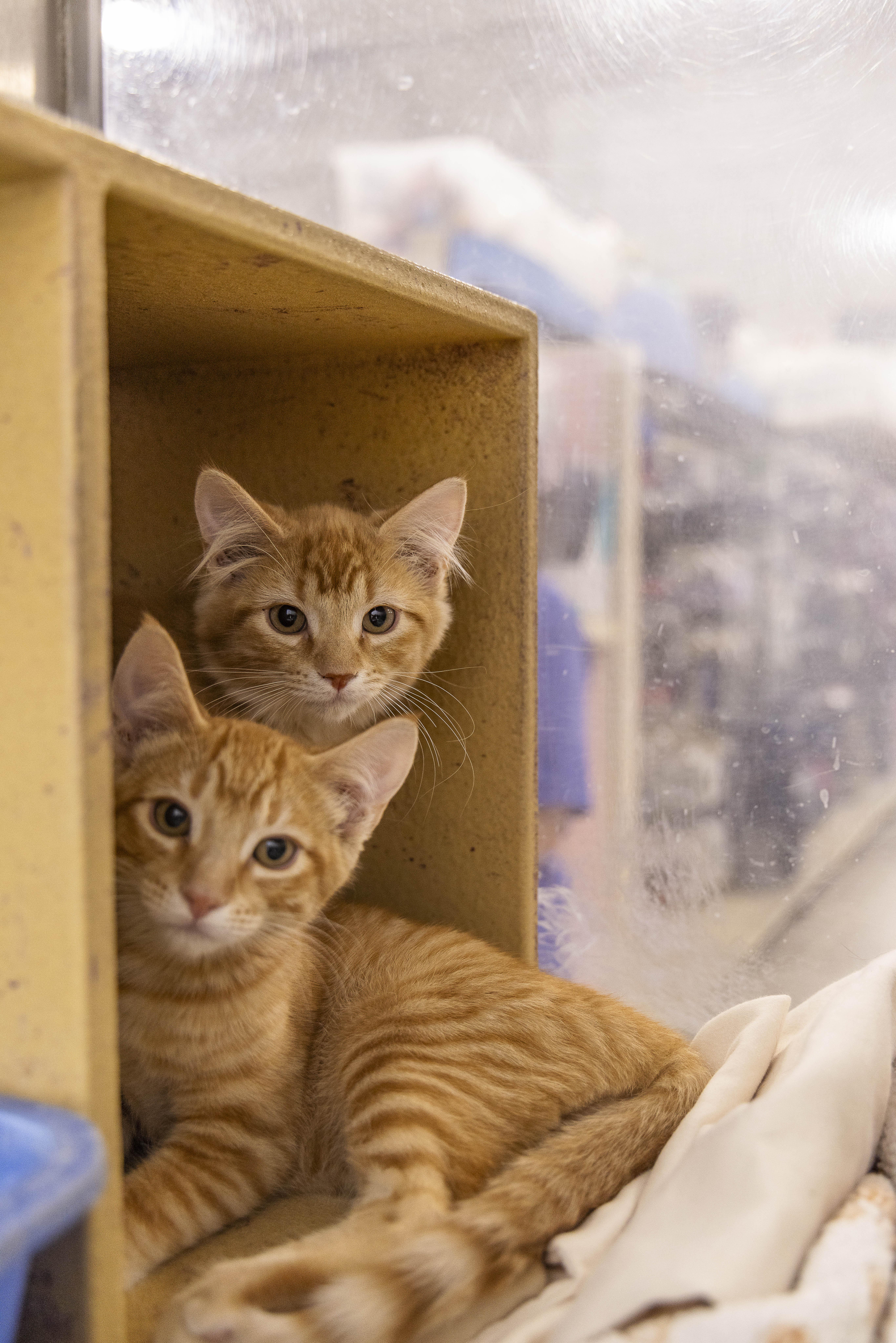 Sparky and Blaze, an adopted Tabby in Millville, UT image 3/3