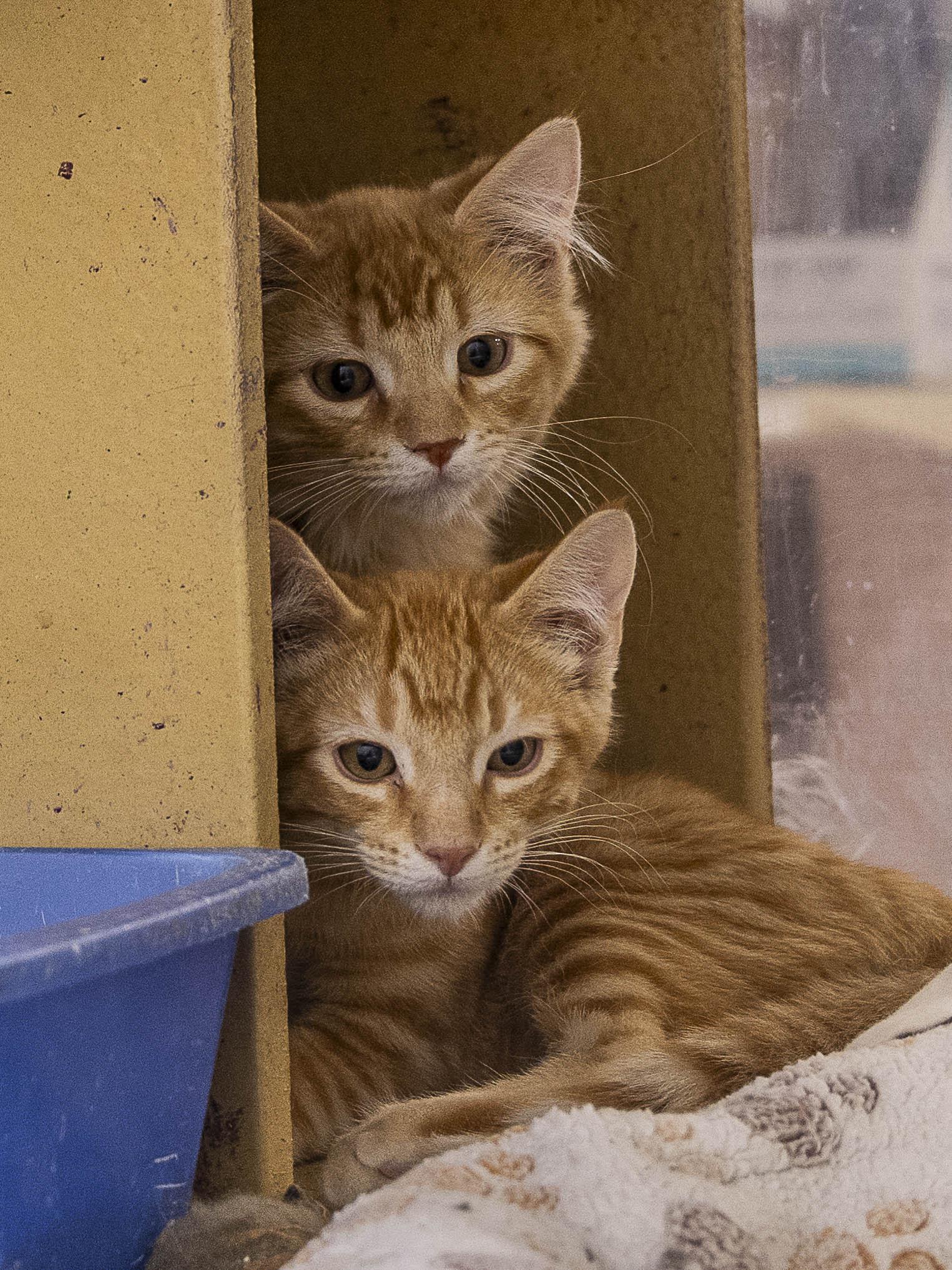 Sparky and Blaze, adopted, Kitten Male Tabby.