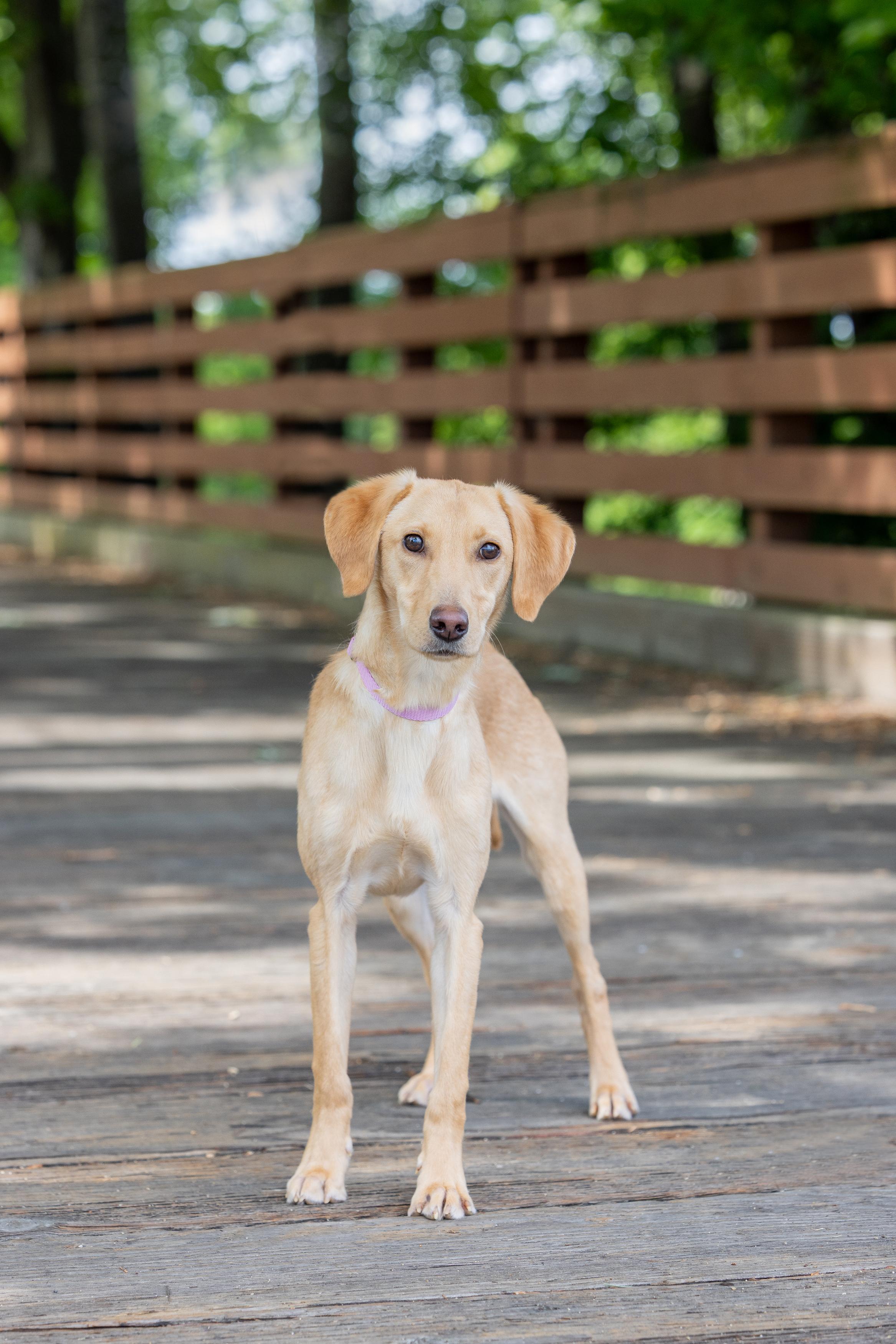 Sammy, a ADOPTABLE Labrador Retriever in Blaine, MN image 3/4