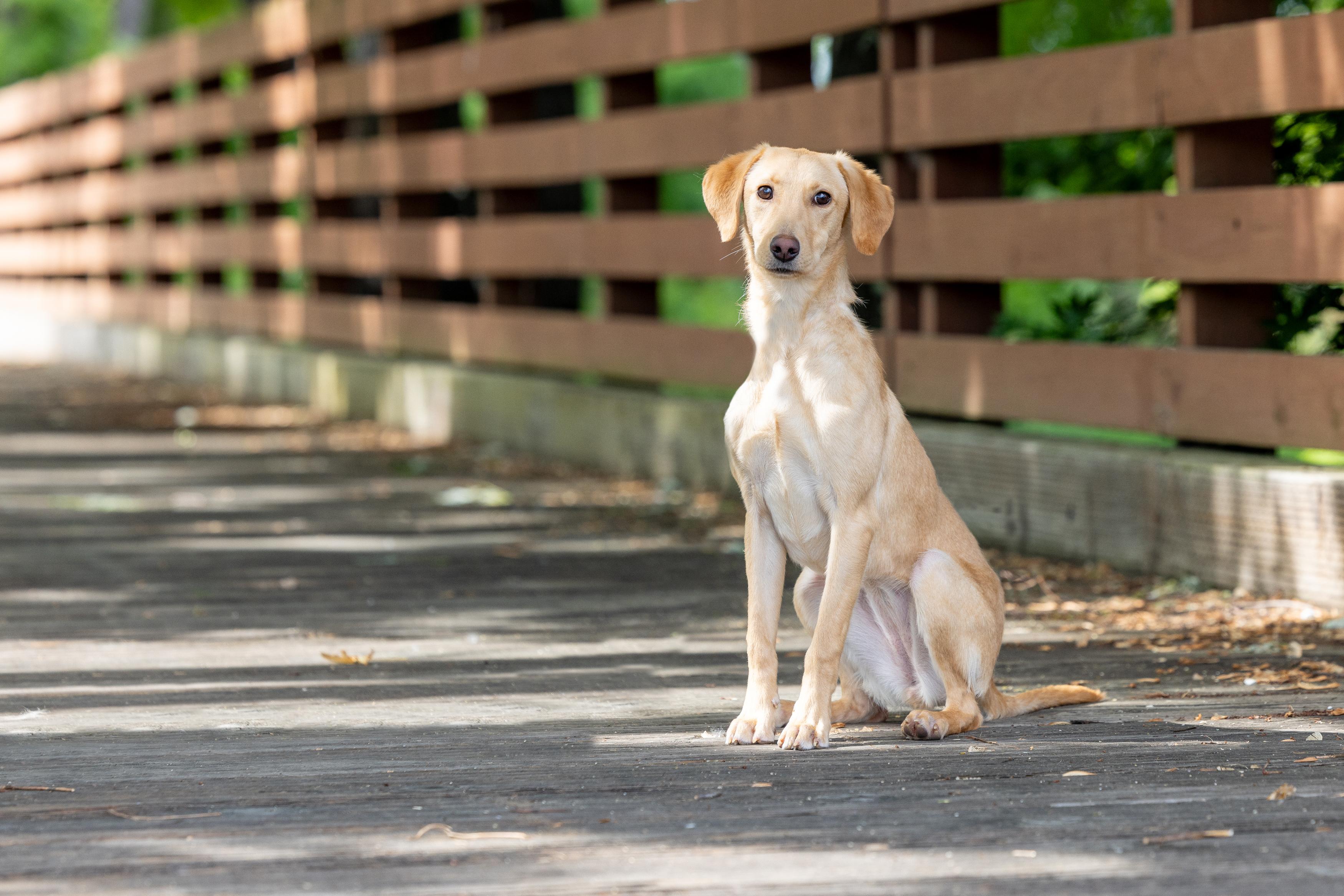 Sammy, a ADOPTABLE Labrador Retriever in Blaine, MN image 4/4
