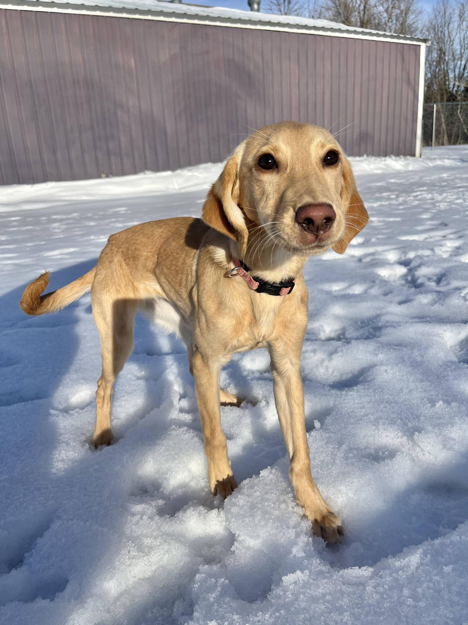 Sammy, ADOPTABLE, Puppy Female Labrador Retriever.