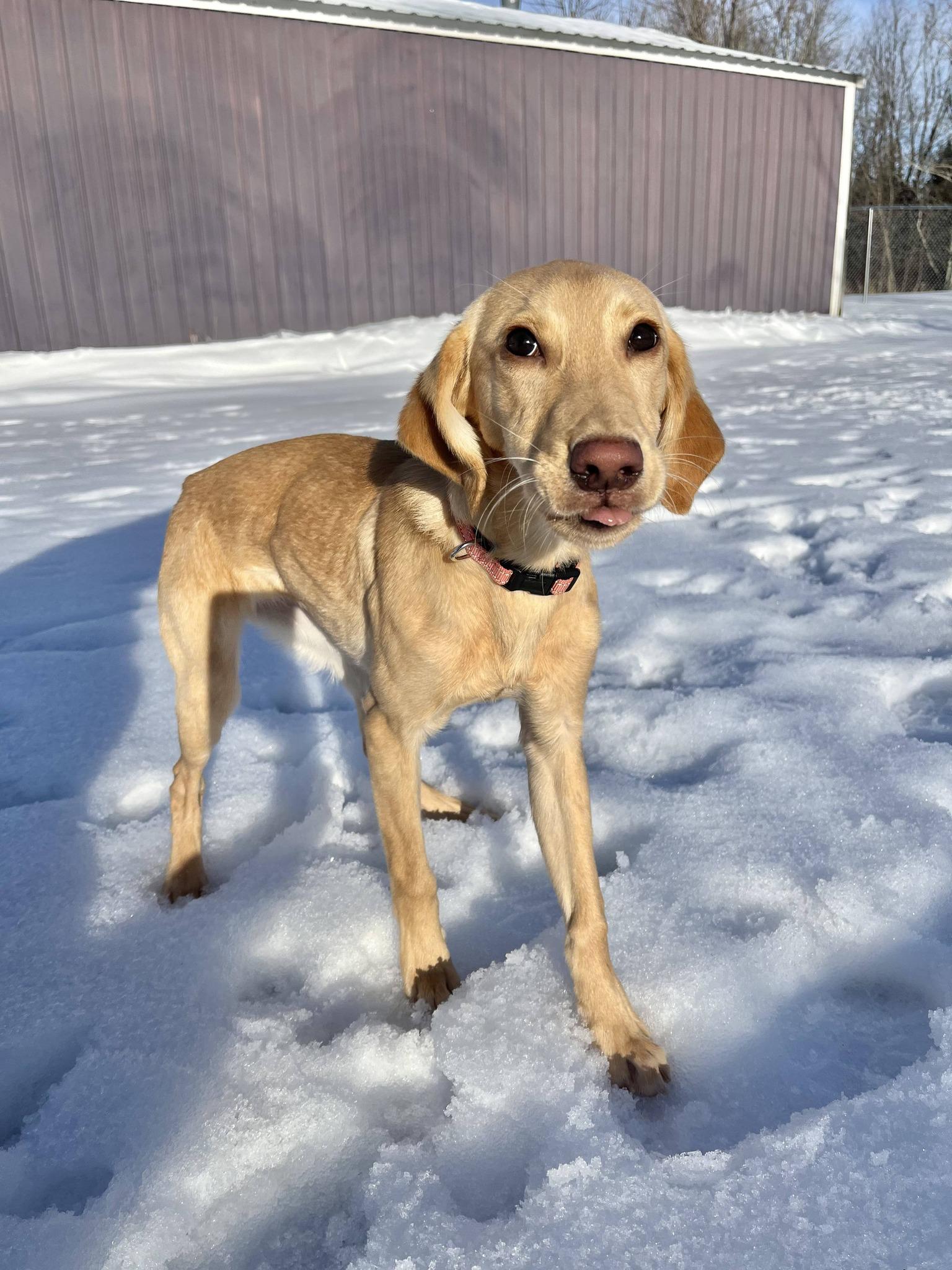 Enlarge Sammy, a ADOPTABLE Labrador Retriever in Blaine, MN image 3/3