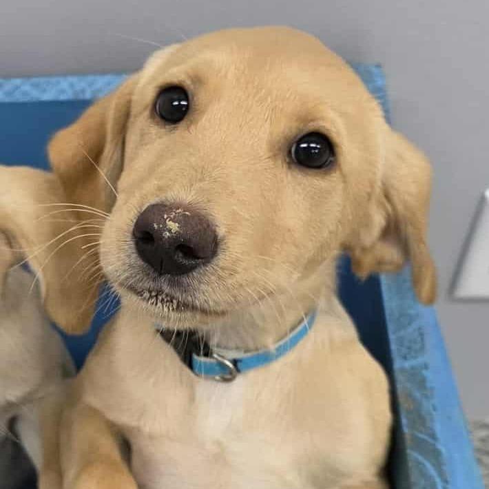 Enlarge Sammy, a ADOPTABLE Labrador Retriever in Blaine, MN image 1/1