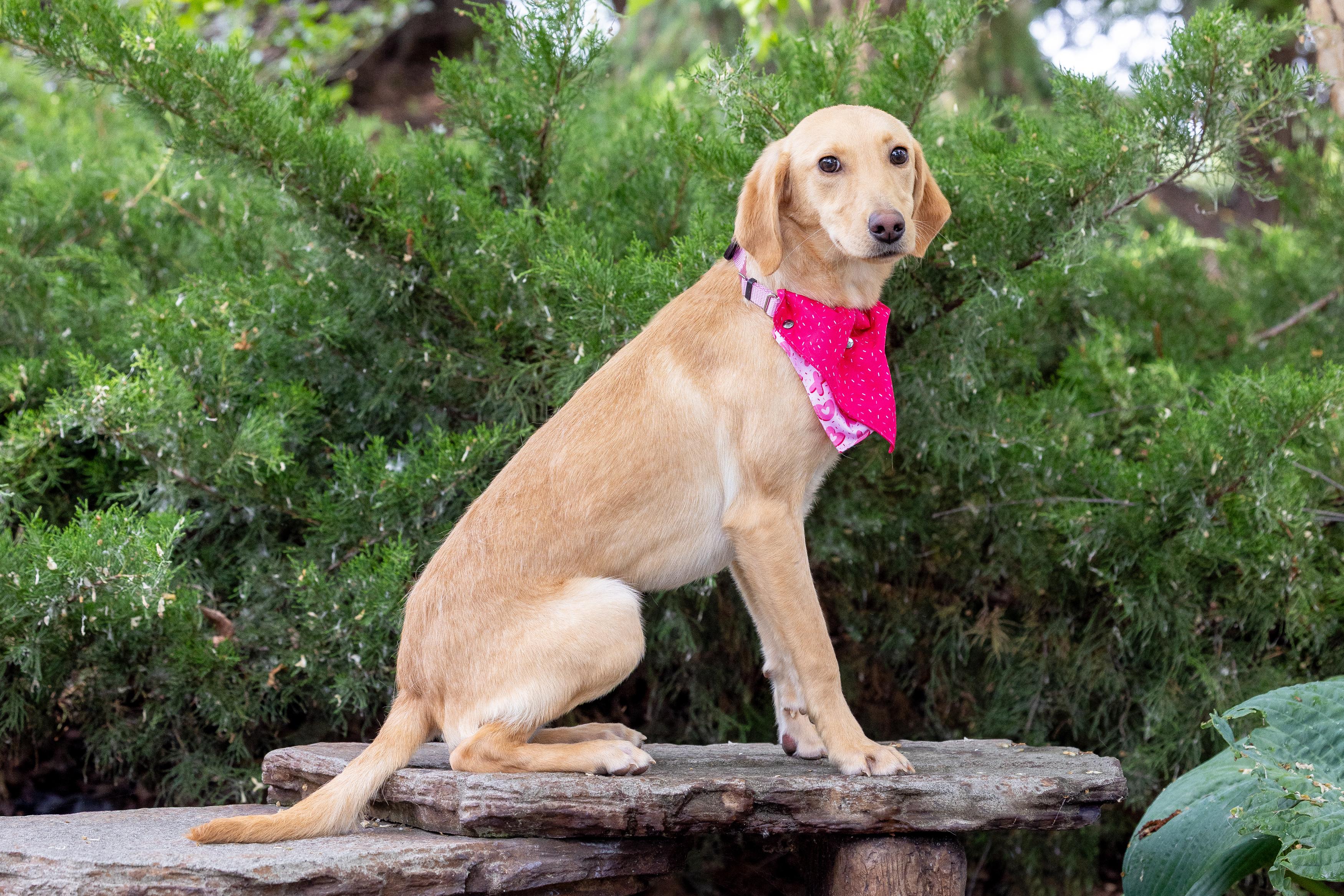 Sammy, a ADOPTABLE Labrador Retriever in Blaine, MN image 2/4