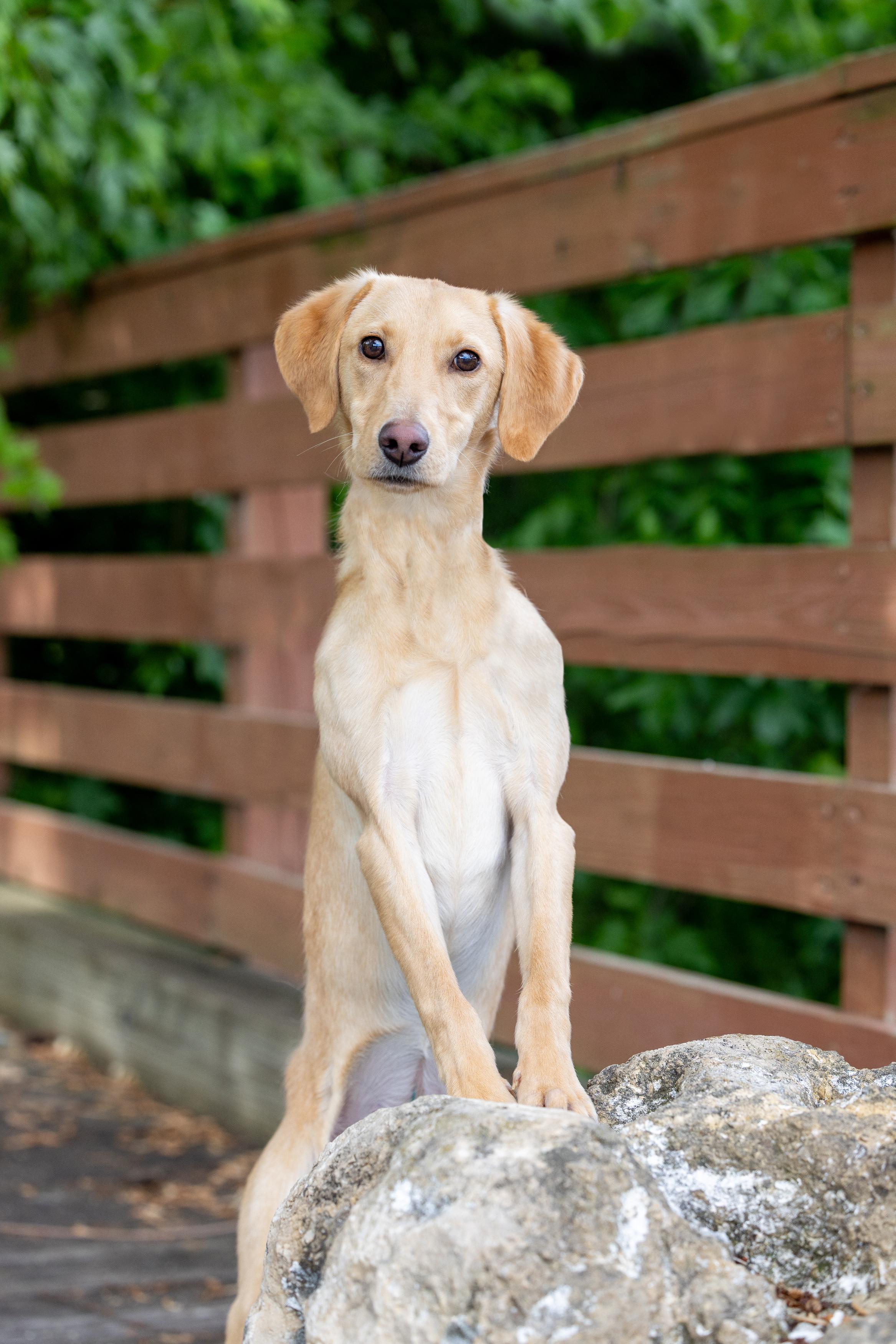 Sammy, a ADOPTABLE Labrador Retriever in Blaine, MN image 1/4
