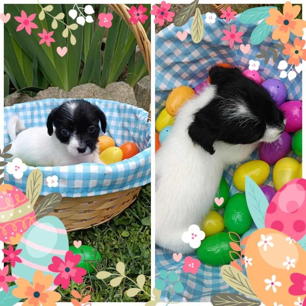 Sahara, Adoptable, Puppy Female Jack Russell Terrier & Mixed Breed.