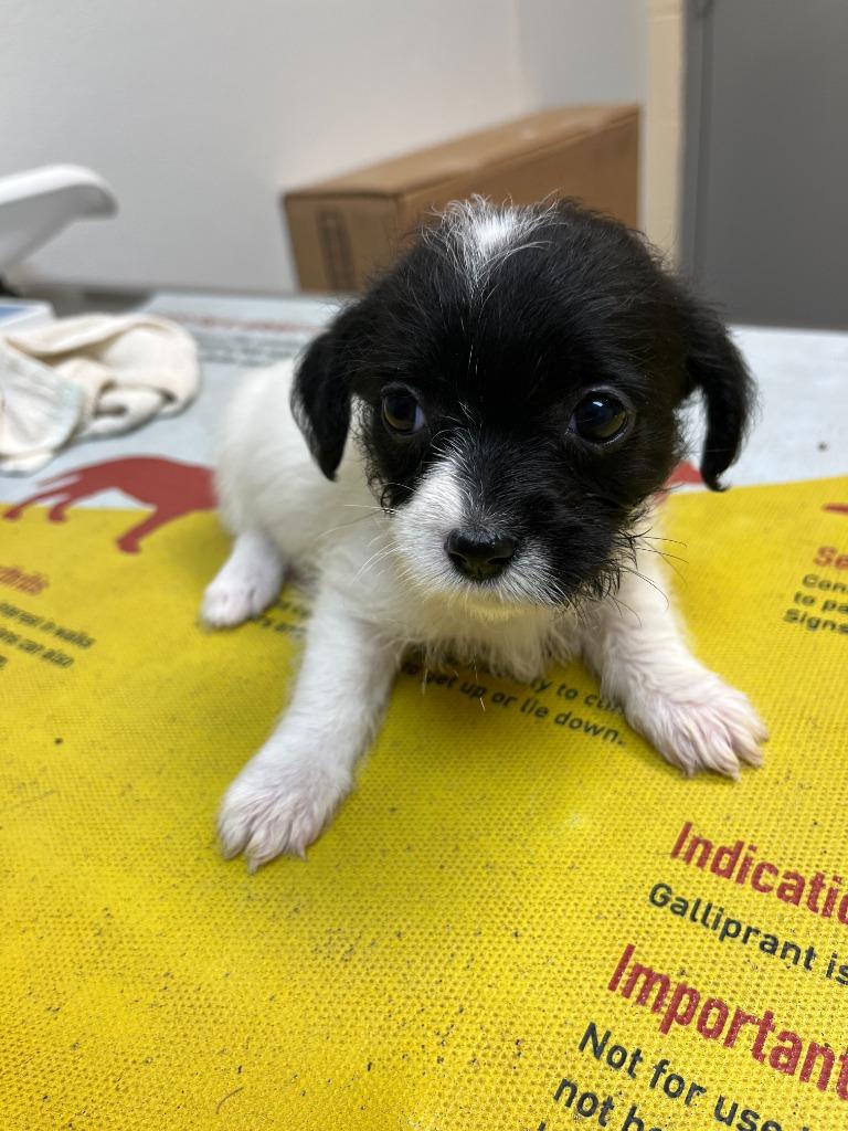 Enlarge Sahara, a Adoptable mixed breed in Clinton, SC image 2/2