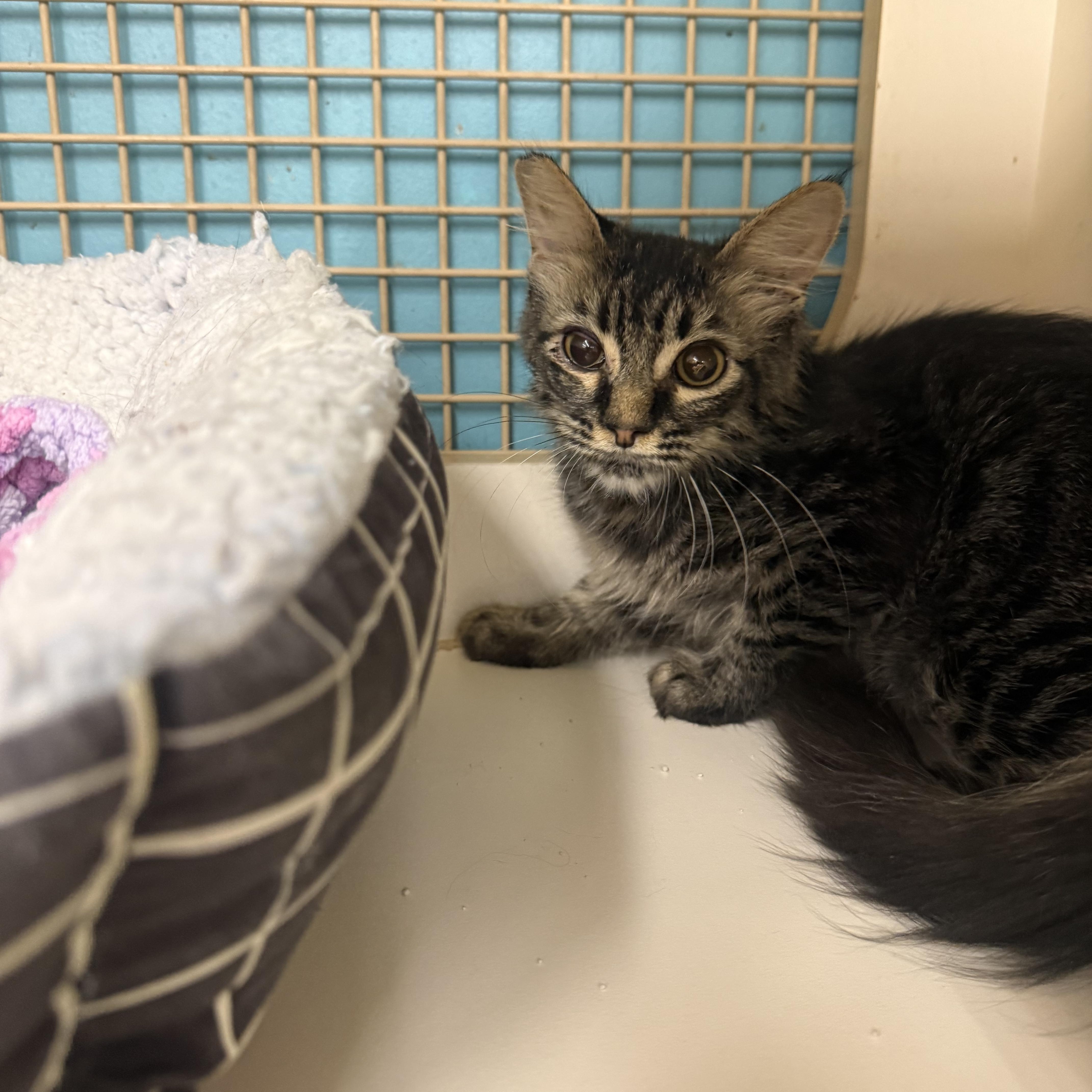 Criminal Life, adopted, Kitten Female Tabby.