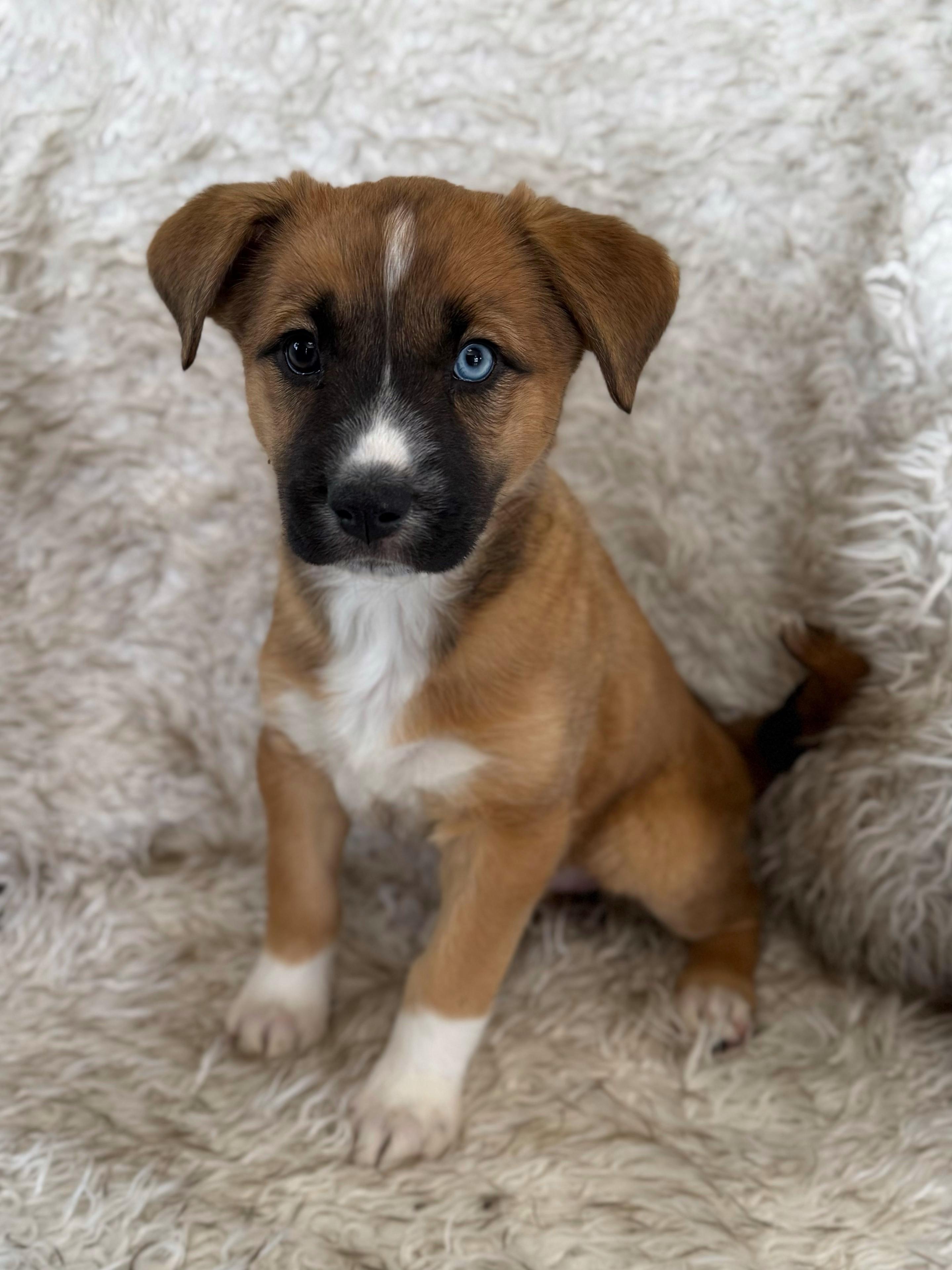 Enlarge Ginger, an adopted mixed breed in Eagle, CO image 2/4