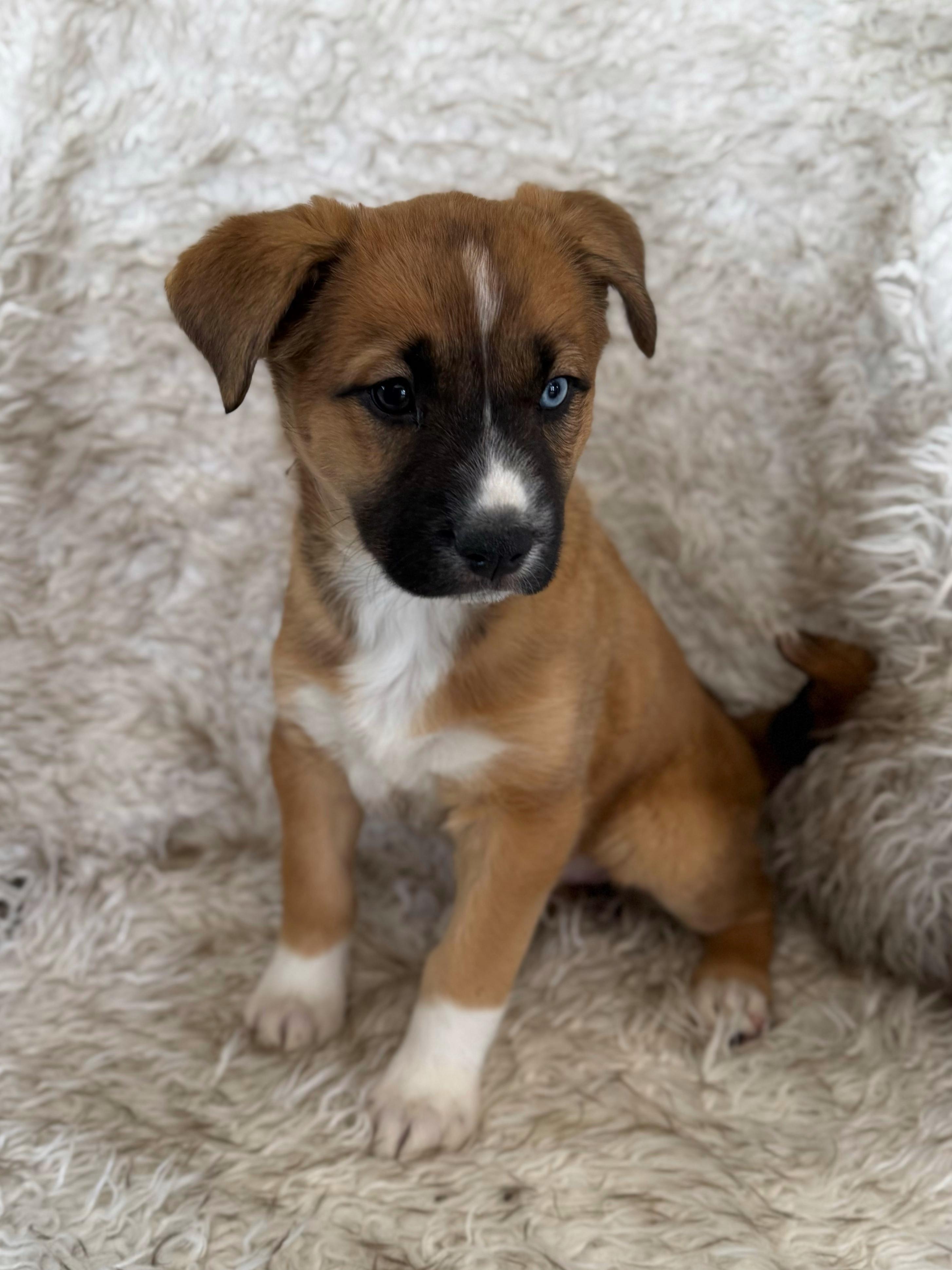 Enlarge Ginger, an adopted mixed breed in Eagle, CO image 3/4