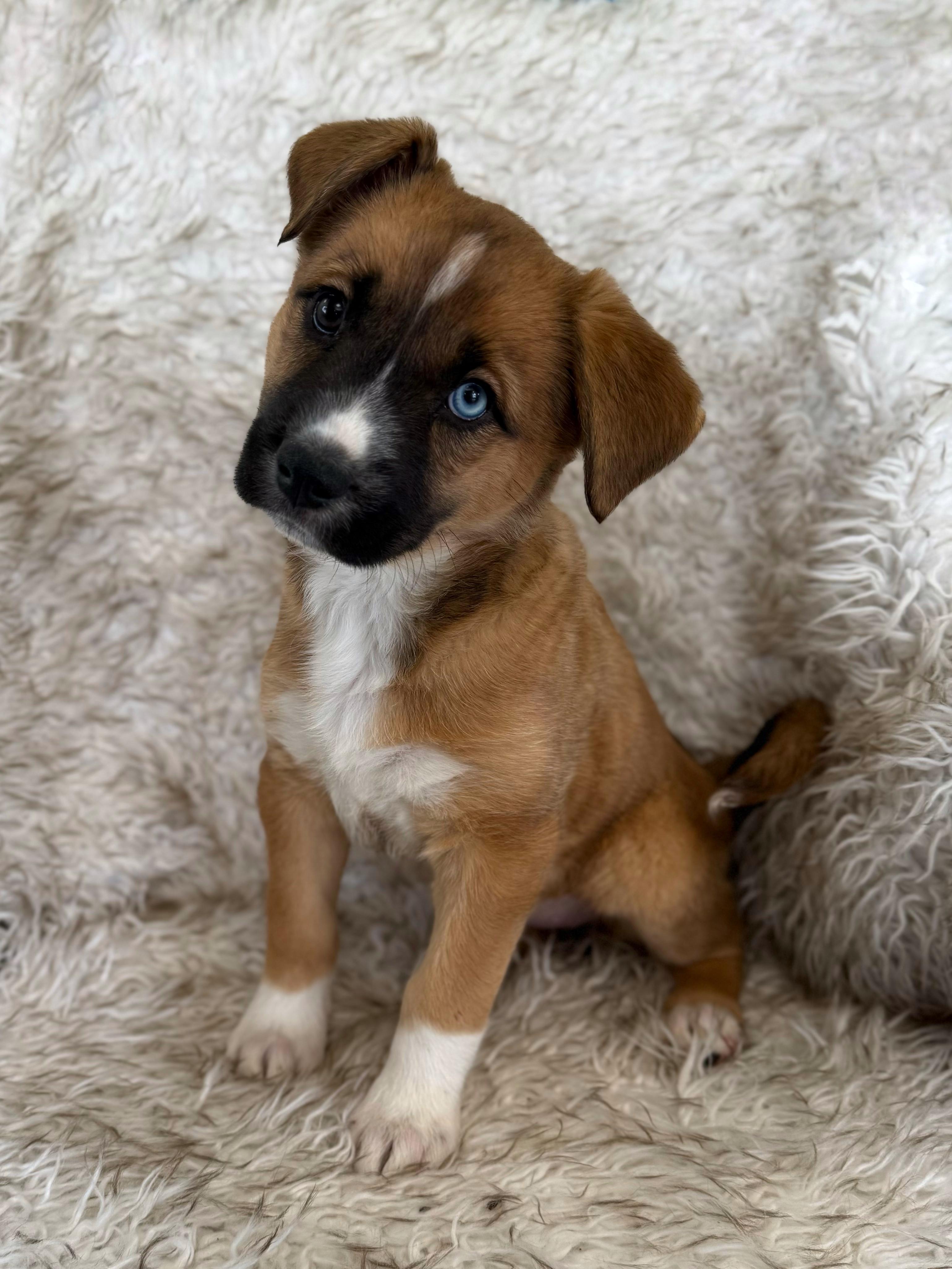 Ginger, adopted, Puppy Female Husky & Mixed Breed.