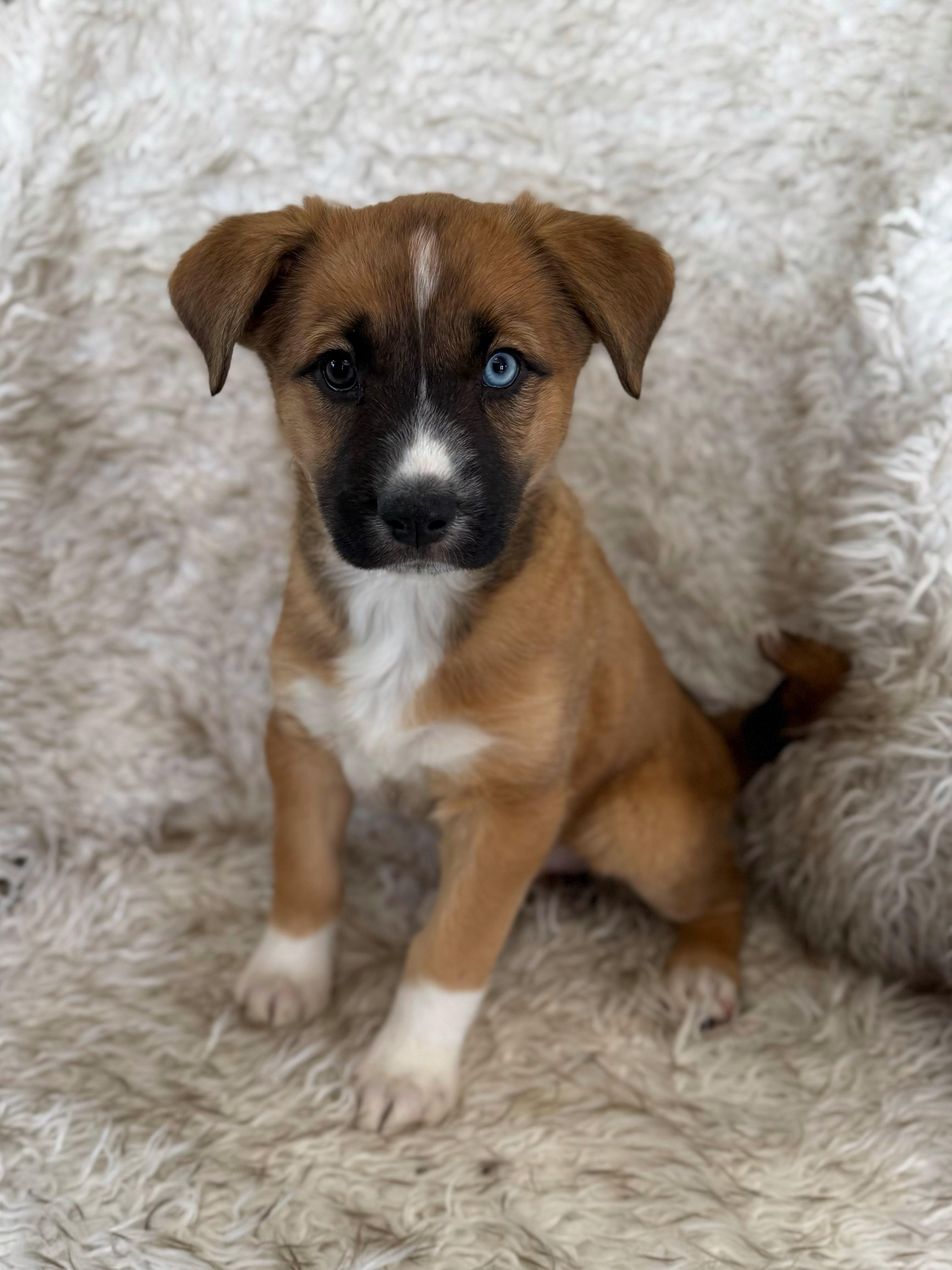 Enlarge Ginger, an adopted mixed breed in Eagle, CO image 4/4