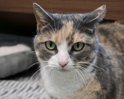 Enlarge Princess, a Adoptable Domestic Short Hair in West Seneca, NY image 1/1