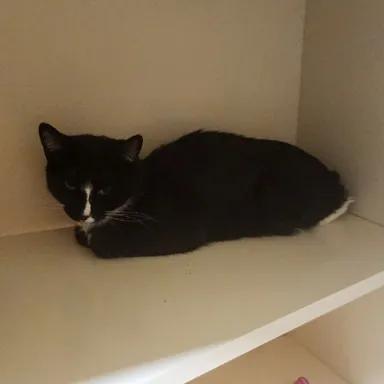 25-67, Adult Female Domestic Short Hair
