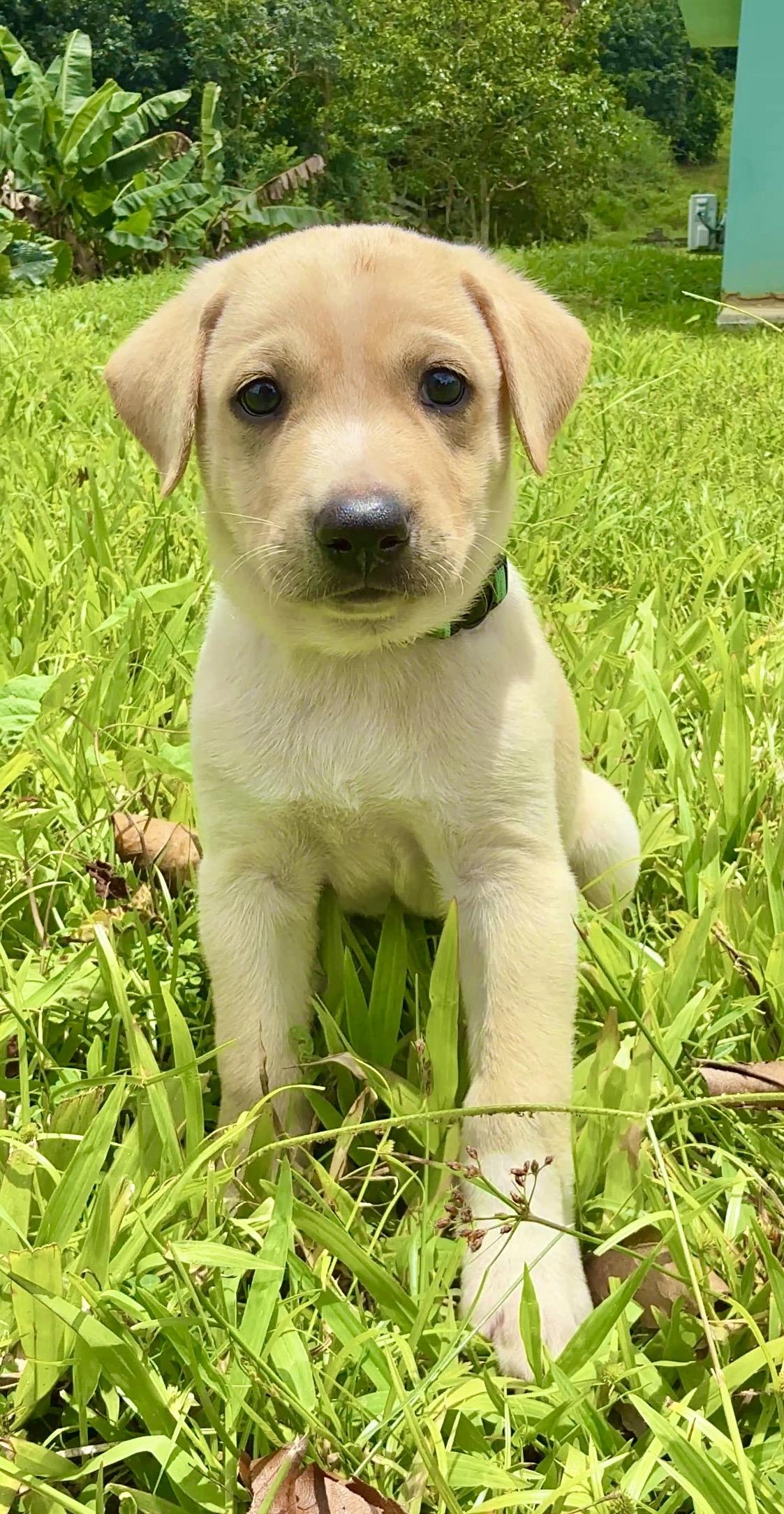 Enlarge Max - Smiley, Sweet Boy Puppy *LOW FEE*, a Adoptable mixed breed in Boston, MA image 4/6