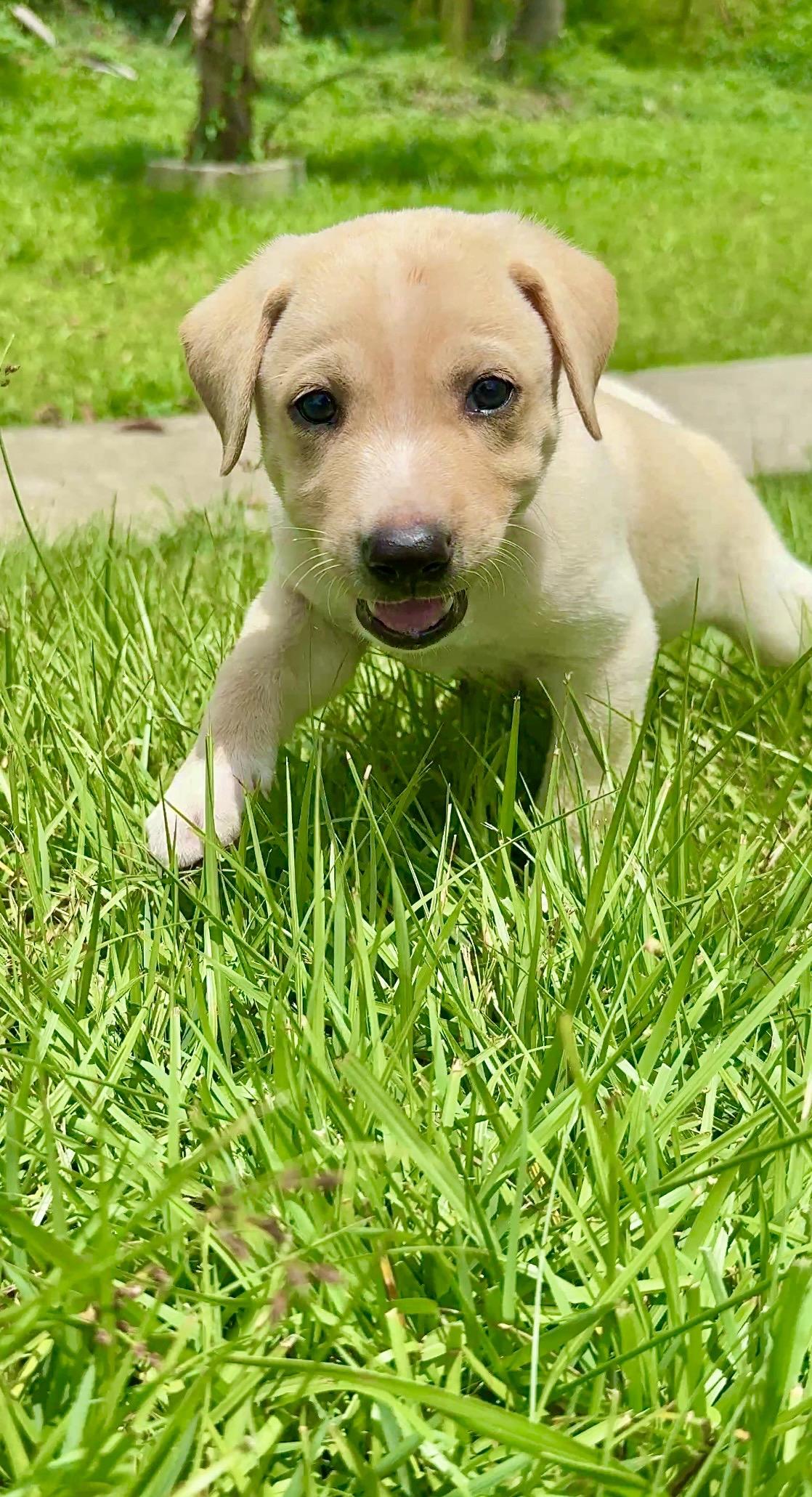 Enlarge Max - Smiley, Sweet Boy Puppy *LOW FEE*, a Adoptable mixed breed in Boston, MA image 5/6