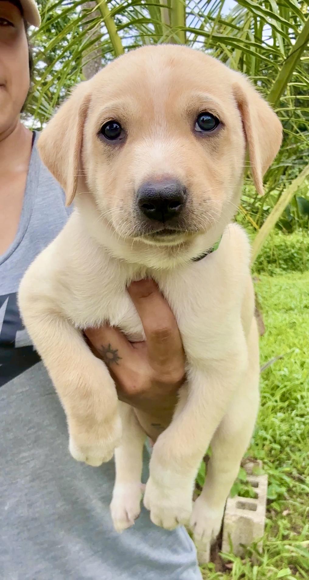 Enlarge Max - Smiley, Sweet Boy Puppy *LOW FEE*, a Adoptable mixed breed in Boston, MA image 3/6