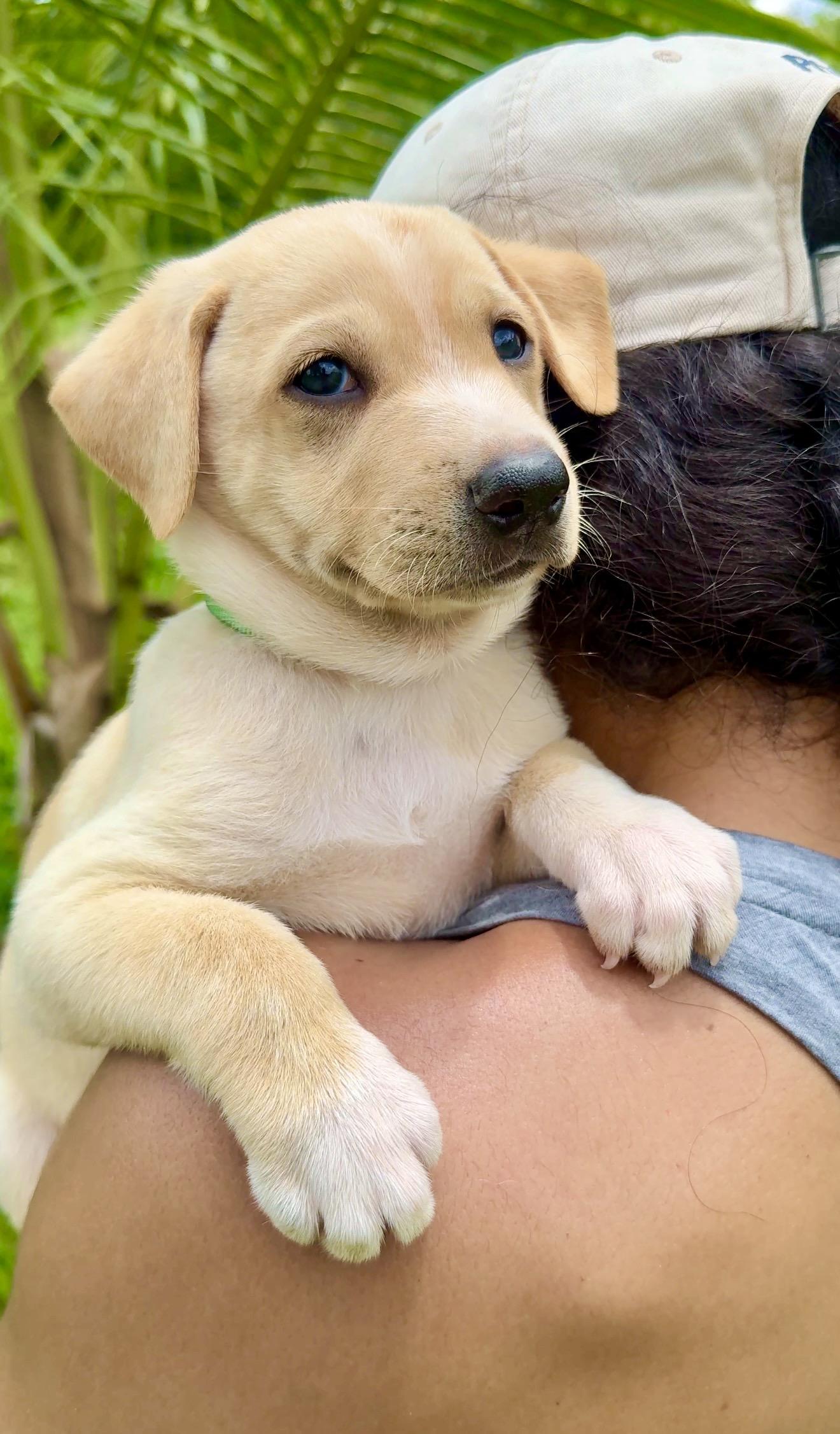 Enlarge Max - Smiley, Sweet Boy Puppy *LOW FEE*, a Adoptable mixed breed in Boston, MA image 6/6