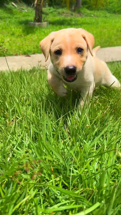 Enlarge Max - Smiley, Sweet Boy Puppy *LOW FEE*, a Adoptable mixed breed in Boston, MA video 2/6