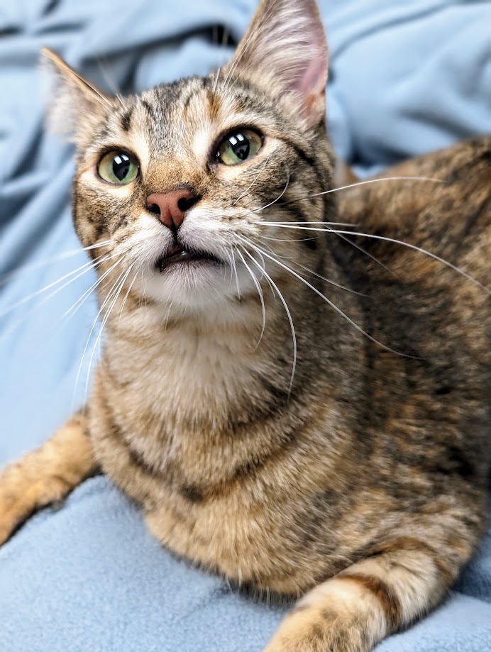 Enlarge Nancy Drew, a Adoptable Domestic Short Hair in Santa Rosa, CA image 11/13