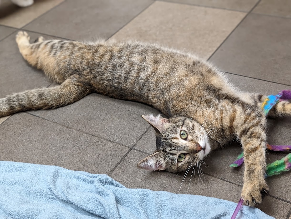 Nancy Drew, Adoptable, Adult Female Domestic Short Hair.