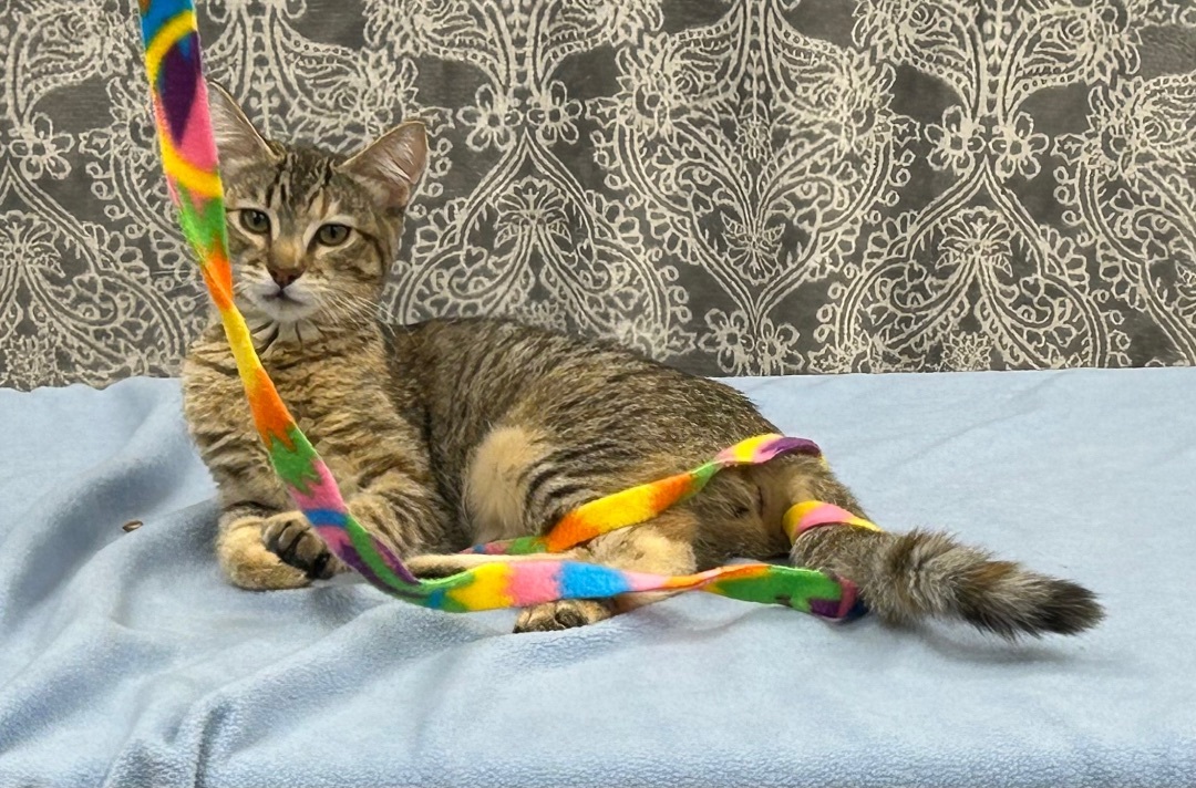 Enlarge Nancy Drew, a Adoptable Domestic Short Hair in Santa Rosa, CA image 13/13