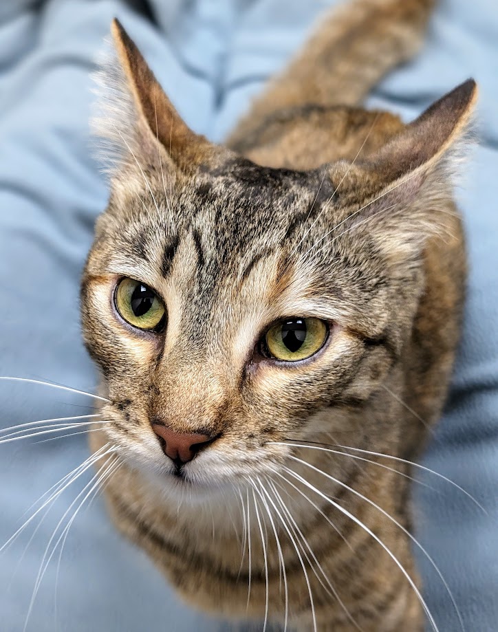 Enlarge Nancy Drew, a Adoptable Domestic Short Hair in Santa Rosa, CA image 10/13