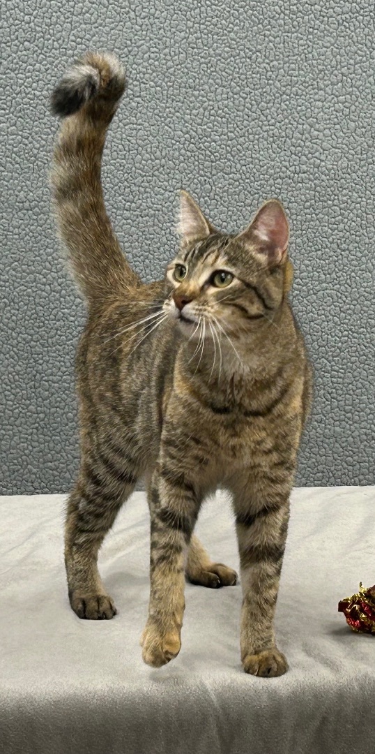 Enlarge Nancy Drew, a Adoptable Domestic Short Hair in Santa Rosa, CA image 12/13