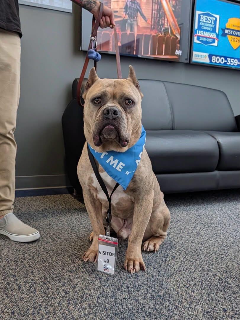 Enlarge ESPRESSO AKA BEAN - ADOPTION FEE SPONSORED, a Adoptable mixed breed in Pembroke, MA image 5/6