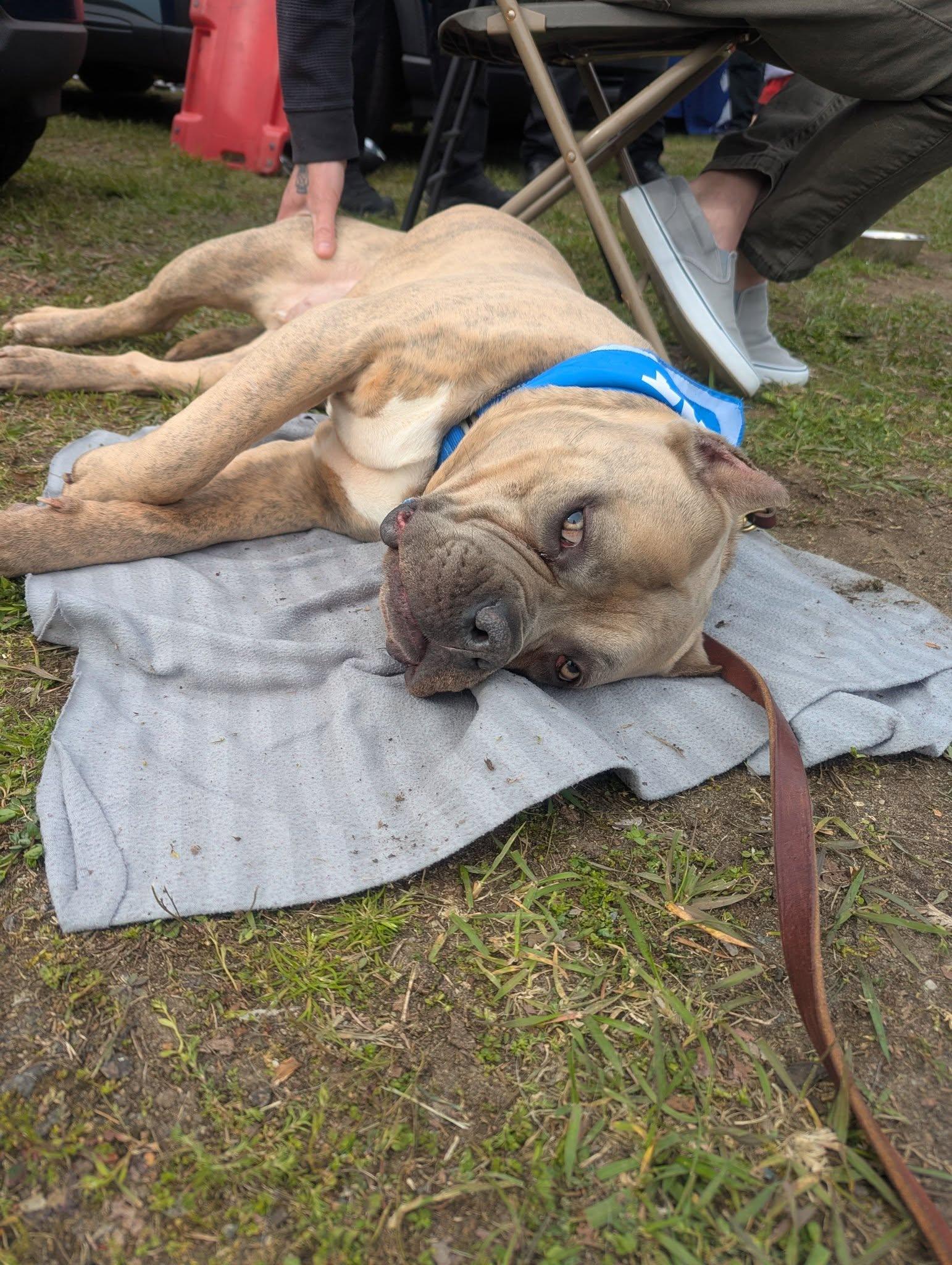 Enlarge ESPRESSO AKA BEAN - ADOPTION FEE SPONSORED, a Adoptable mixed breed in Pembroke, MA image 4/6