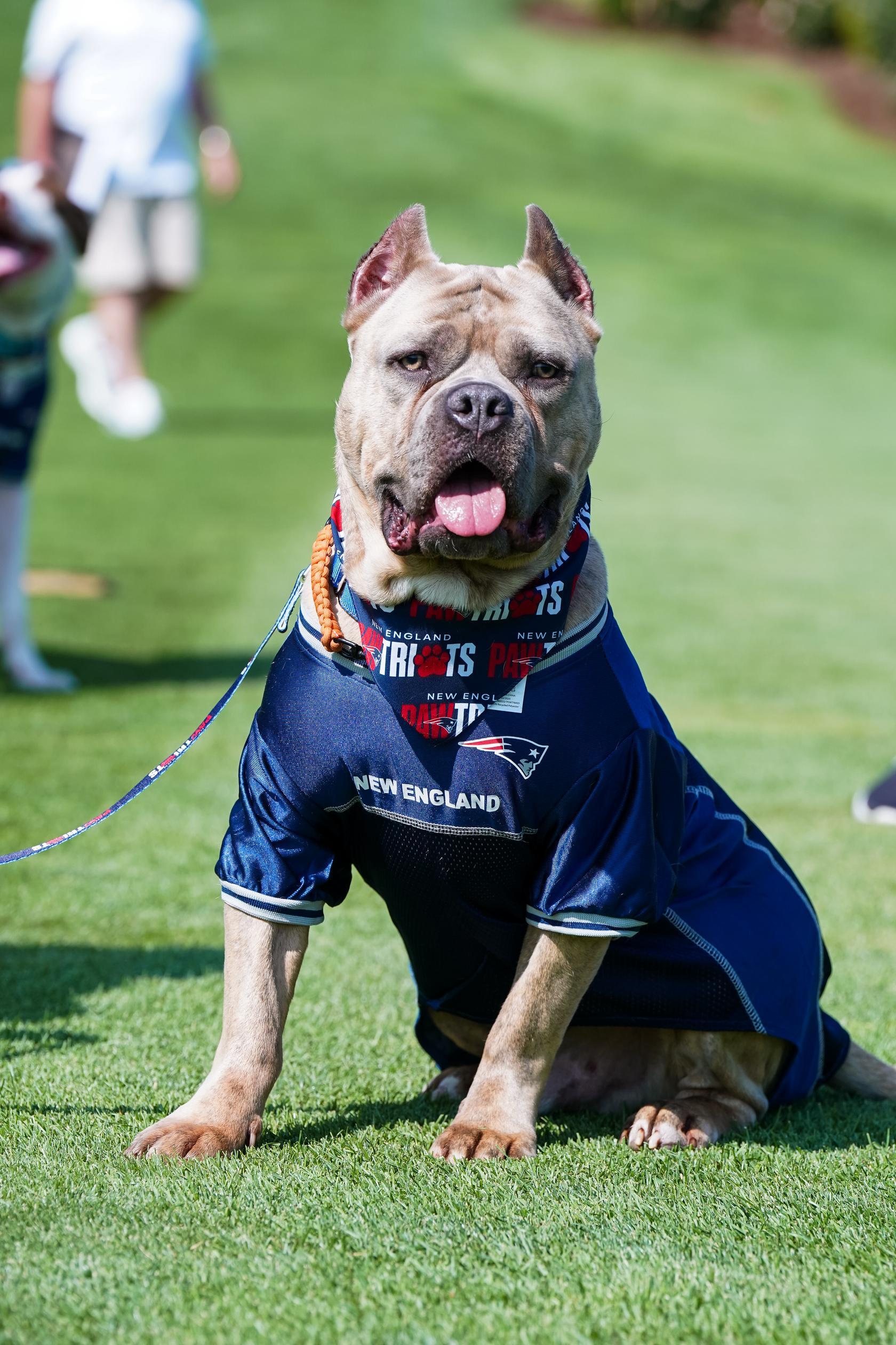 ESPRESSO AKA BEAN - ADOPTION FEE SPONSORED, Adoptable, Adult Male American Bully & American Staffordshire Terrier.
