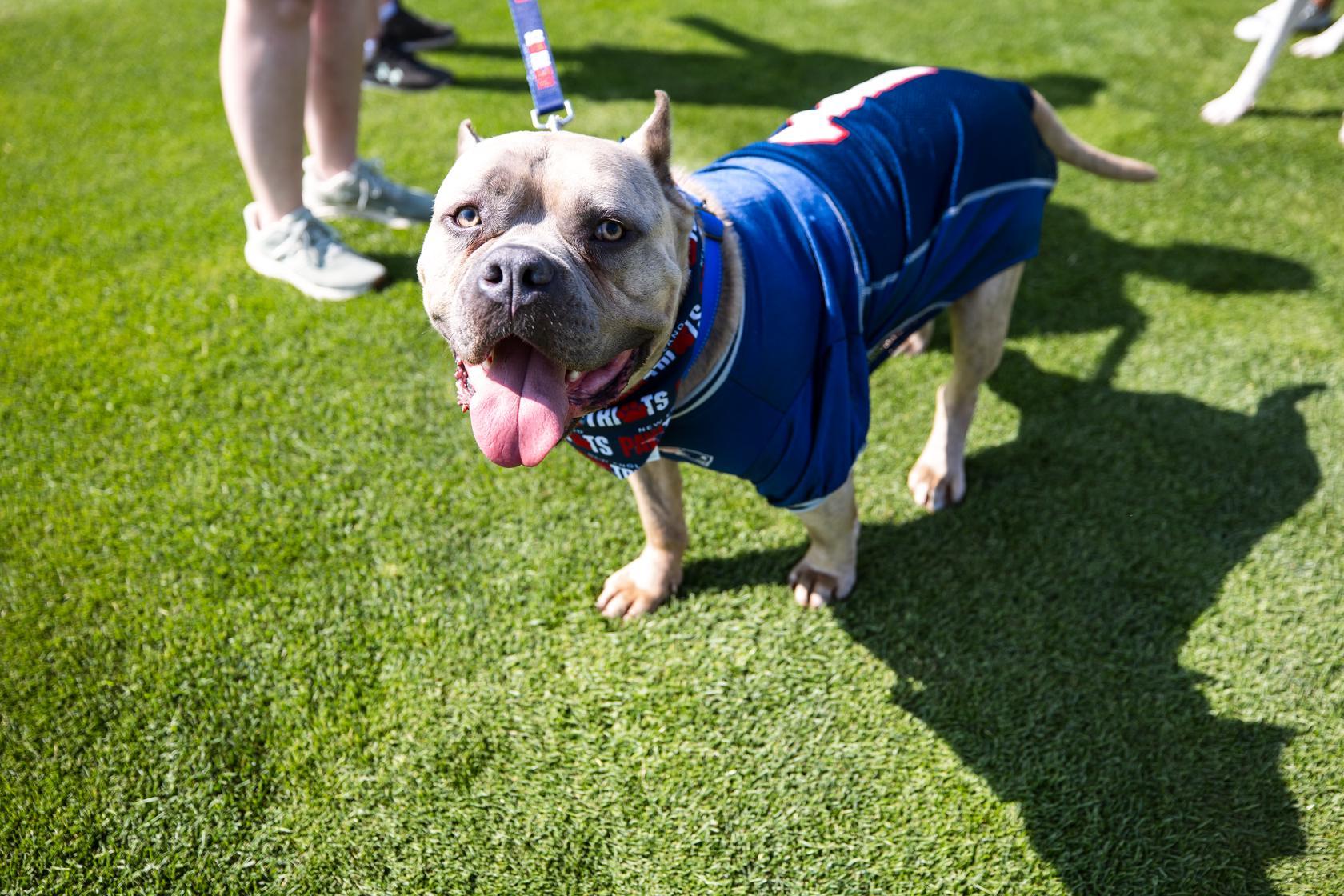Enlarge ESPRESSO AKA BEAN - ADOPTION FEE SPONSORED, a Adoptable mixed breed in Pembroke, MA image 2/6