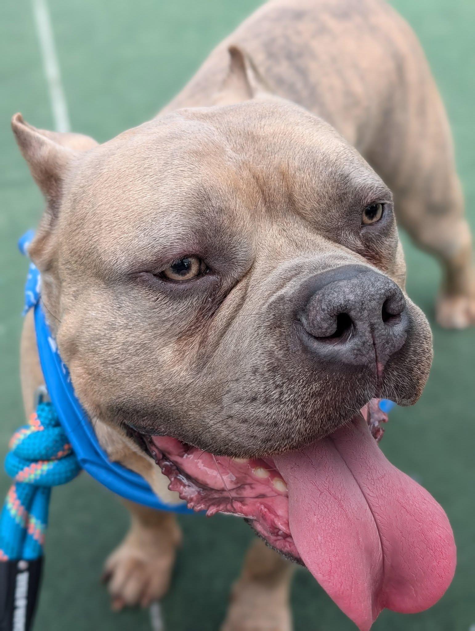 Enlarge ESPRESSO AKA BEAN - ADOPTION FEE SPONSORED, a Adoptable mixed breed in Pembroke, MA image 6/6