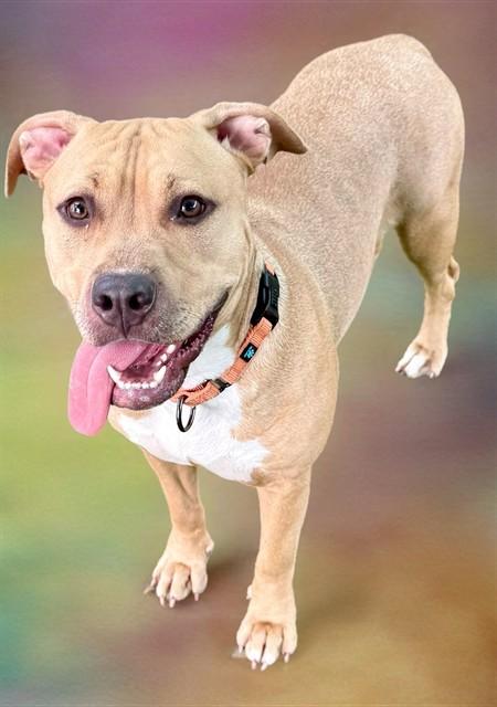HAYRIDE, Adoptable, Young Female American Staffordshire Terrier & Mixed Breed.
