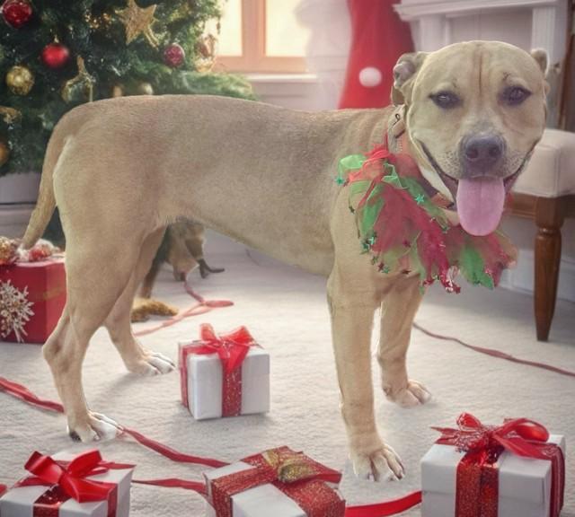 Enlarge HAYRIDE, a Adoptable mixed breed in Sarasota, FL image 1/1