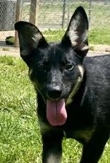 Pippa, Young Male Shepherd