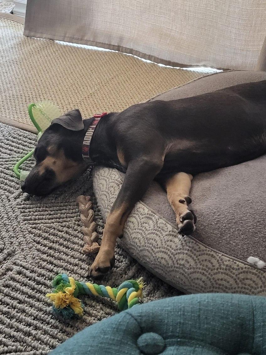 Enlarge Zaza, a Adopted mixed breed in Claremont, CA image 2/6
