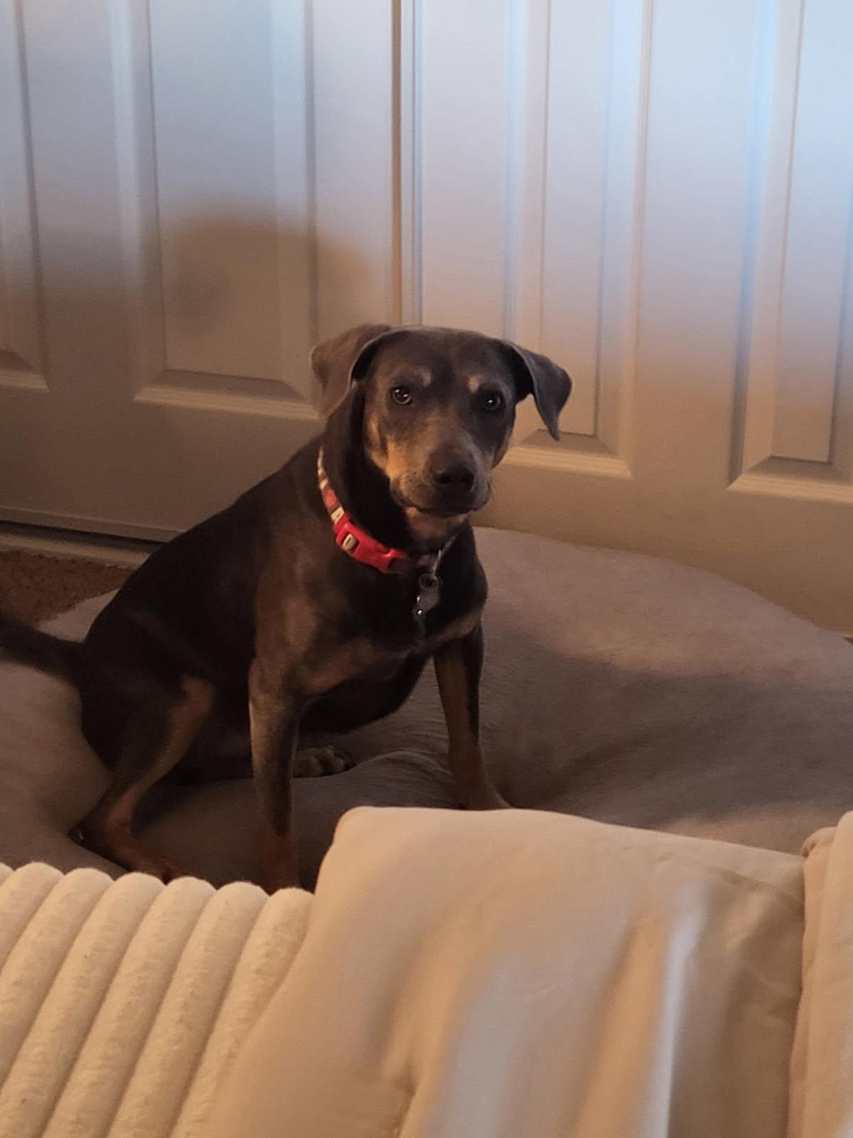 Enlarge Zaza, a Adopted mixed breed in Claremont, CA image 4/6