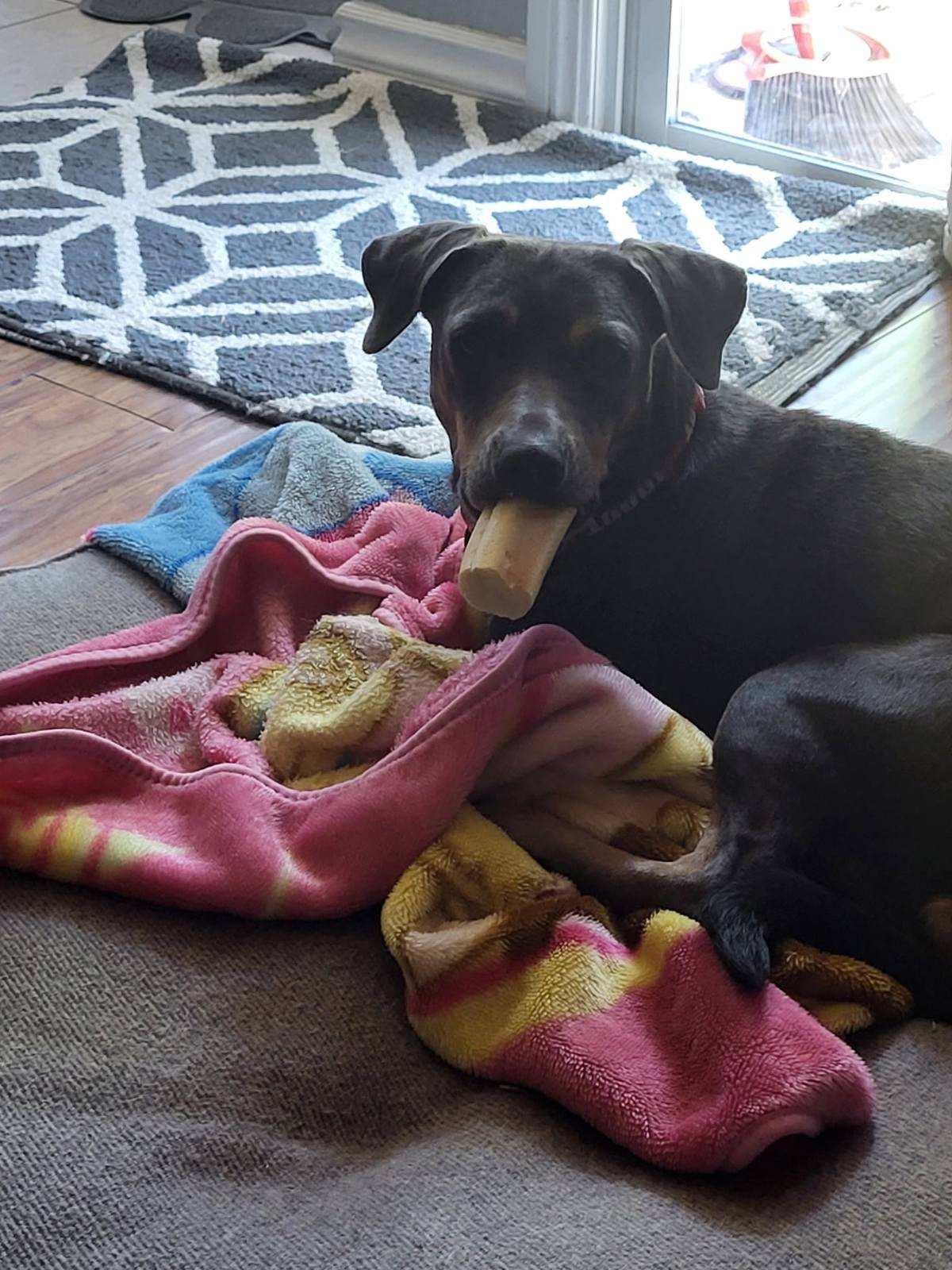 Enlarge Zaza, a Adopted mixed breed in Claremont, CA image 6/6