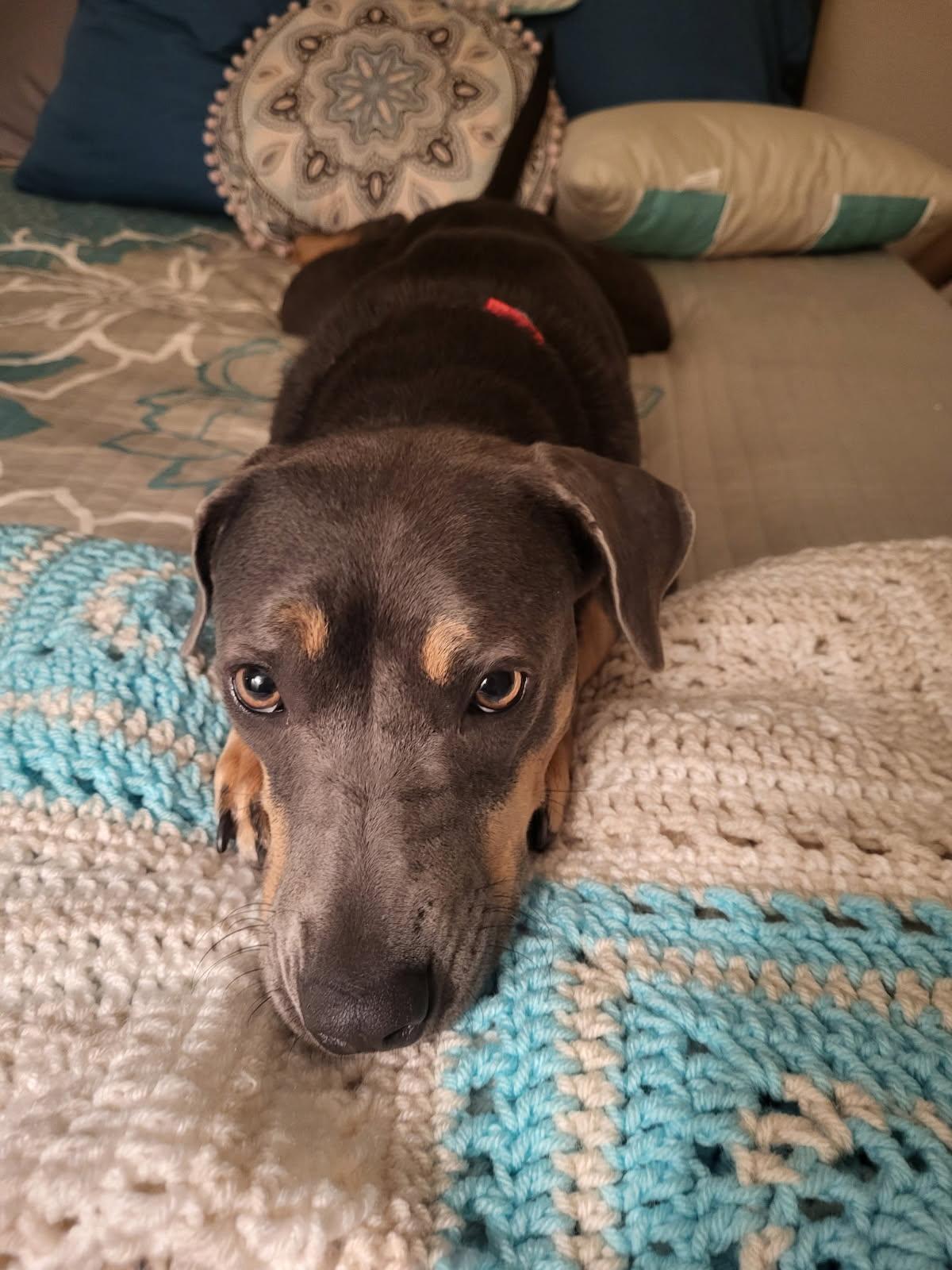 Enlarge Zaza, a Adopted mixed breed in Claremont, CA image 1/6