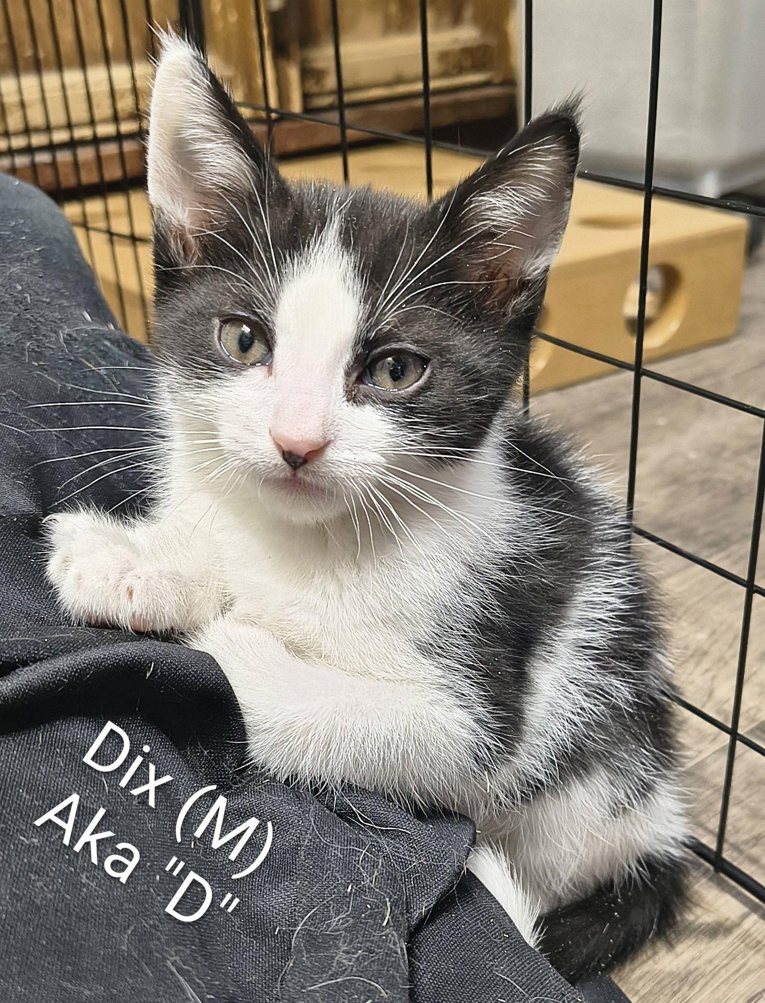 Dix, Adopted, Kitten Male Domestic Short Hair.