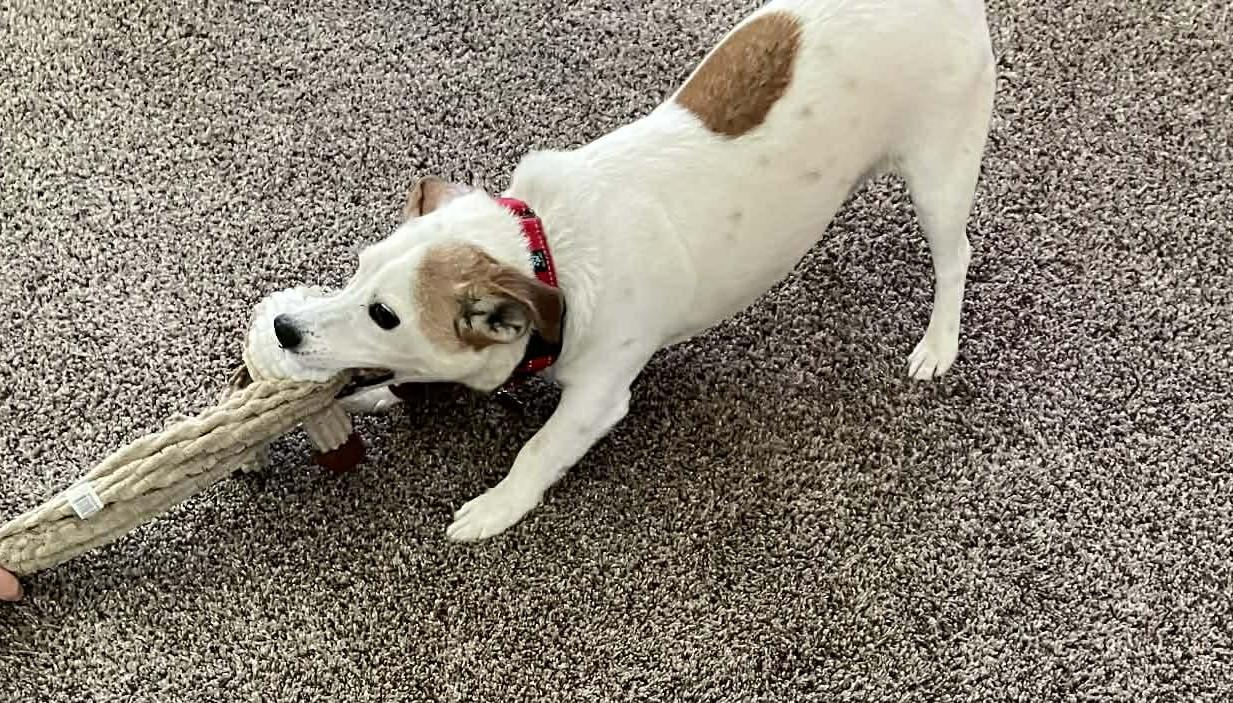 Enlarge Nacho, an adopted mixed breed in Grafton, OH image 4/4