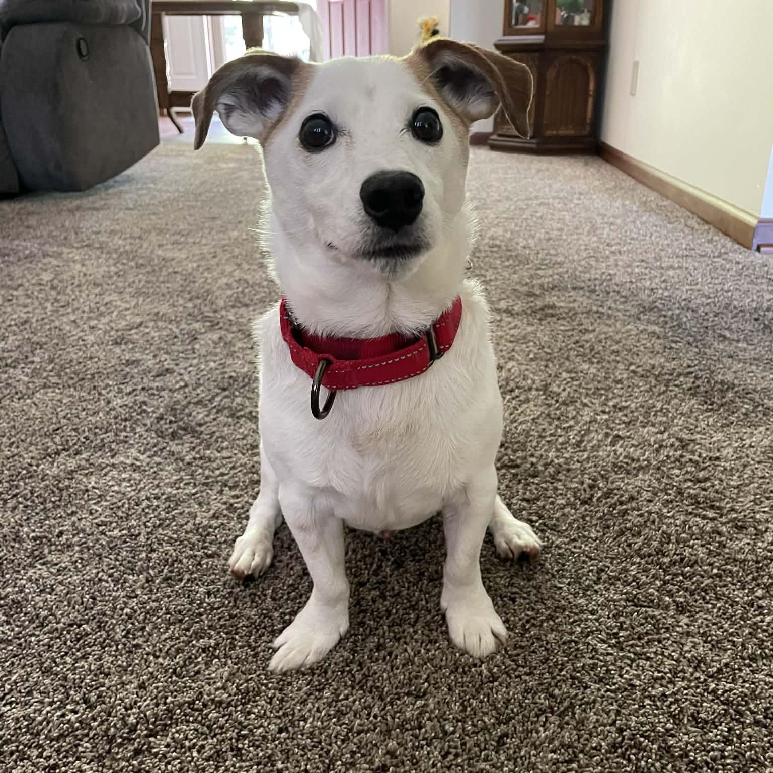 Nacho, adopted, Adult Male Jack Russell Terrier.