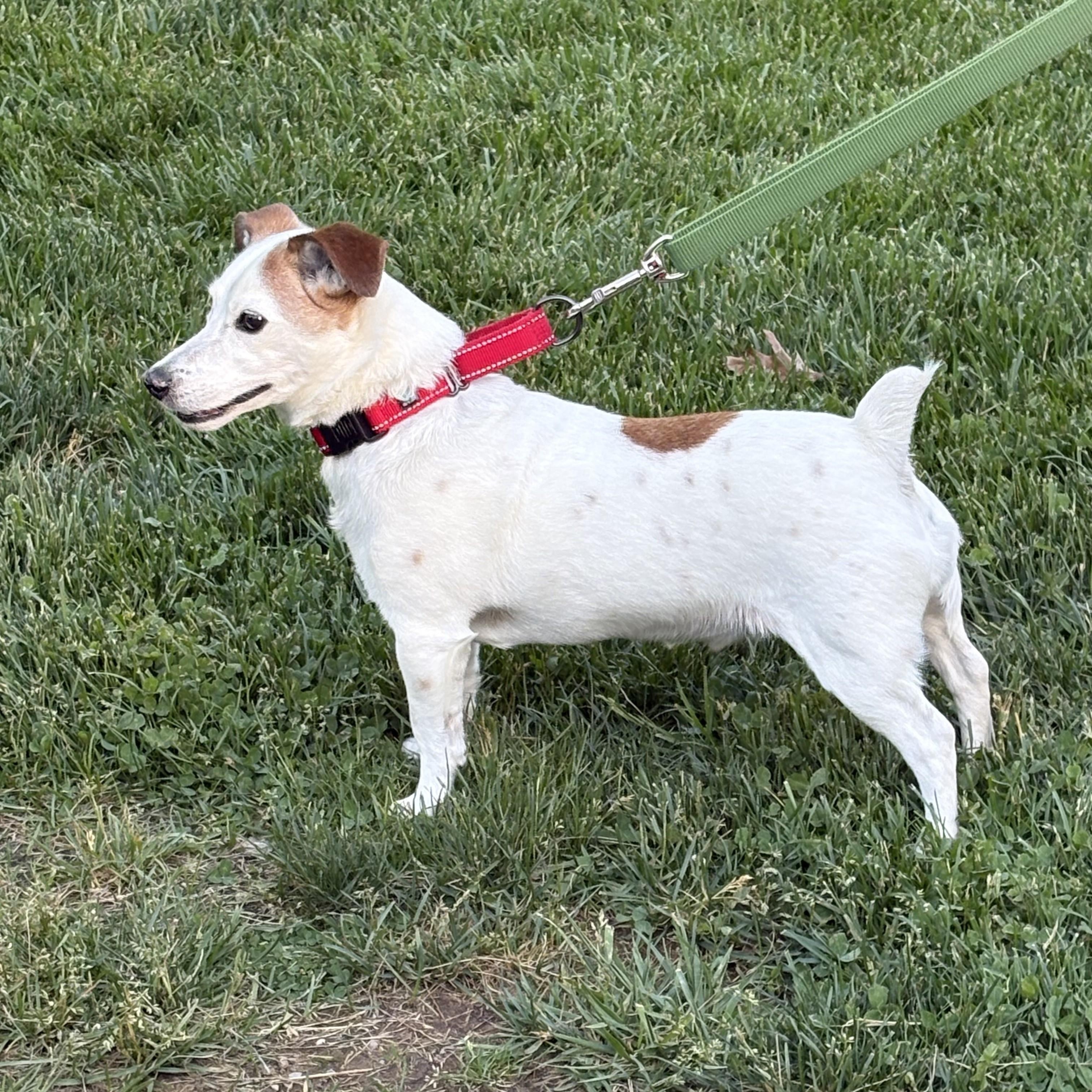 Enlarge Nacho, an adopted mixed breed in Grafton, OH image 2/4