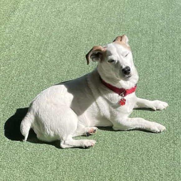 Enlarge Nacho, an adopted mixed breed in Grafton, OH image 3/4