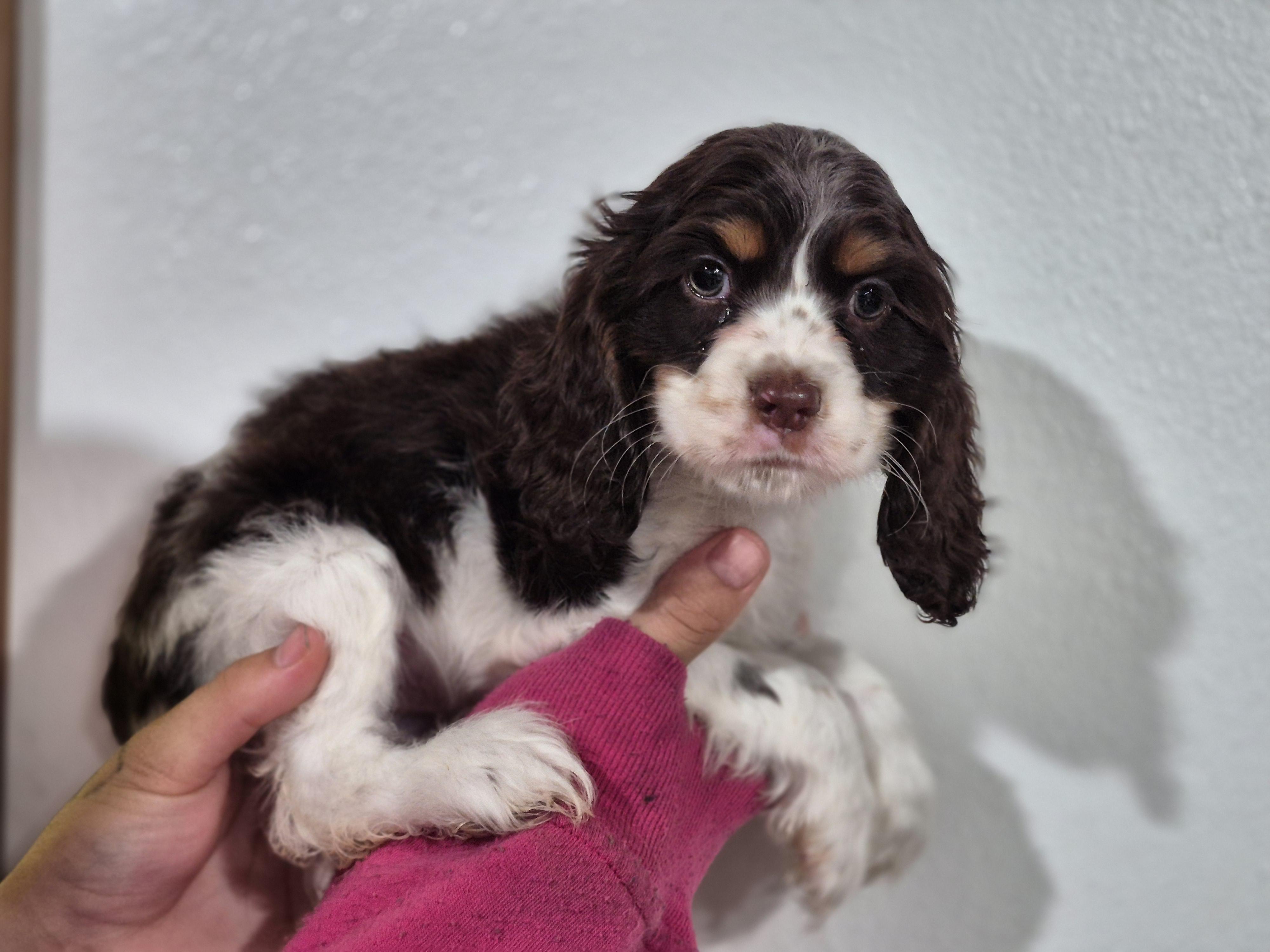 Enlarge Mildred, a Adoptable Cocker Spaniel in metairie, LA image 2/6