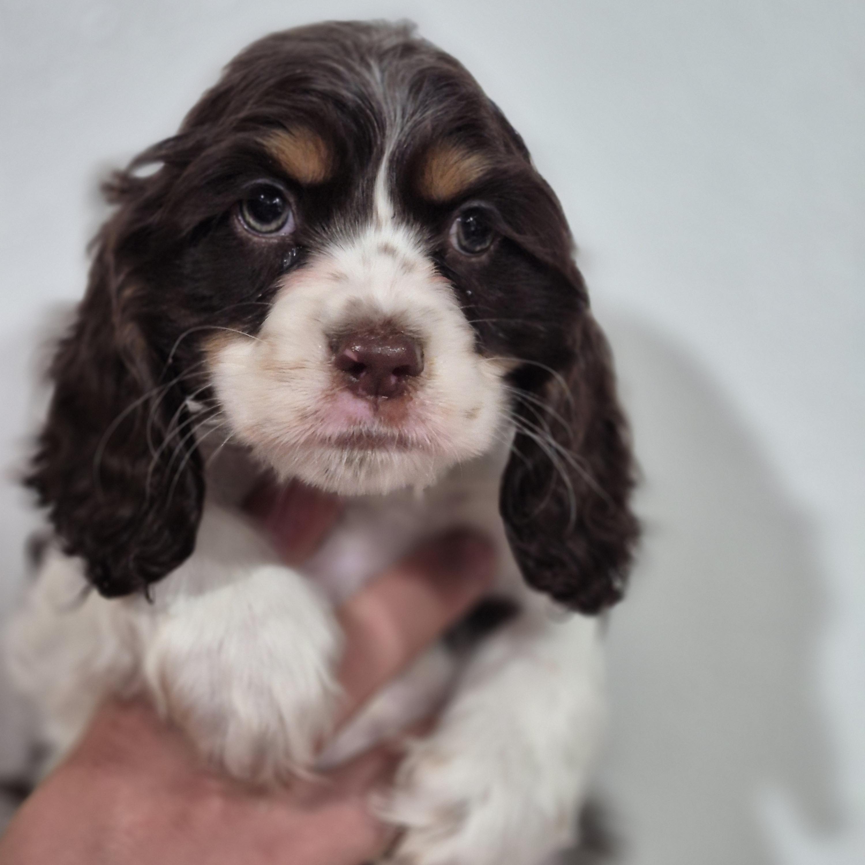 Mildred, Adoptable, Puppy Female Cocker Spaniel.