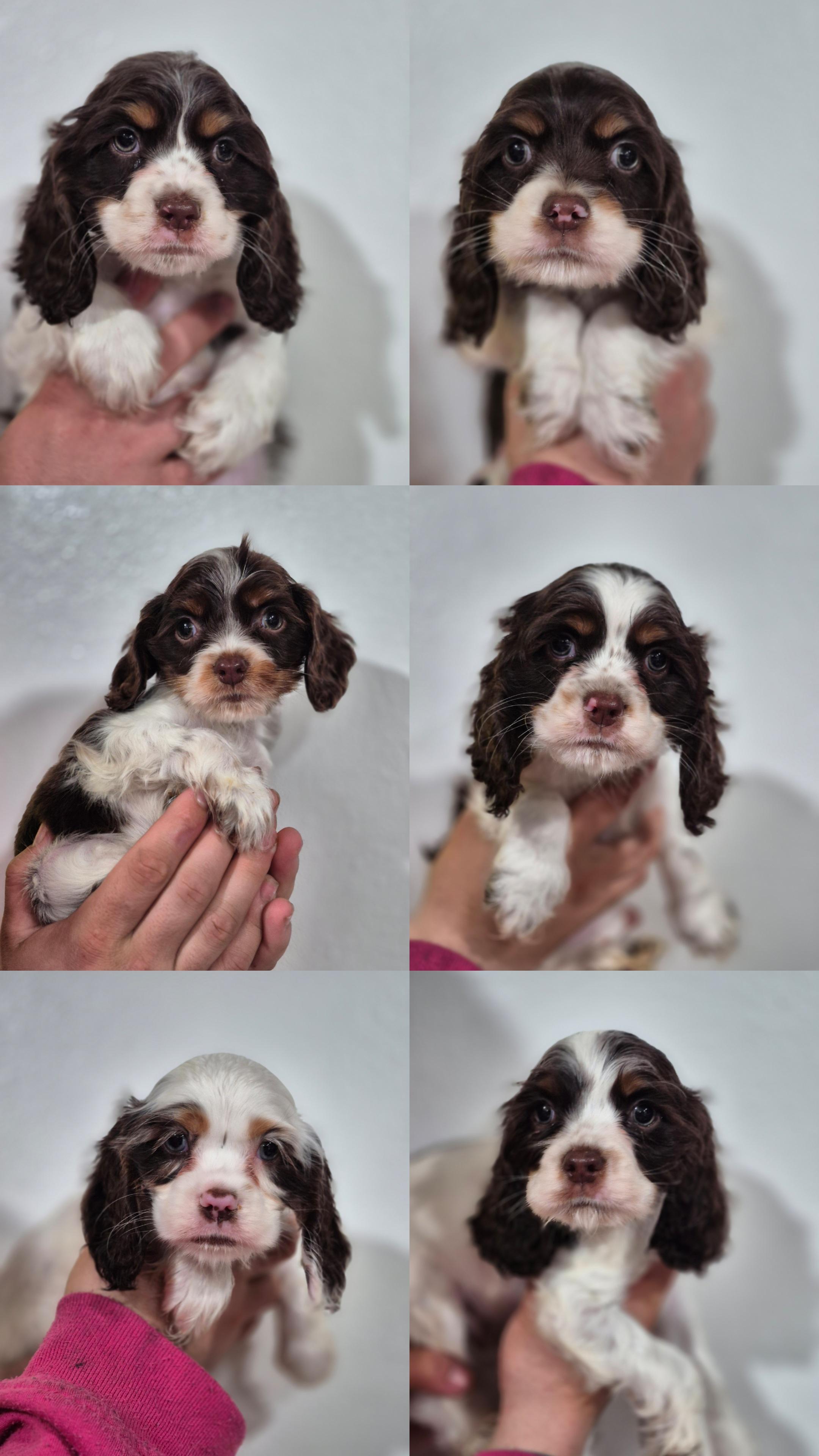 Enlarge Mildred, a Adoptable Cocker Spaniel in metairie, LA image 5/6