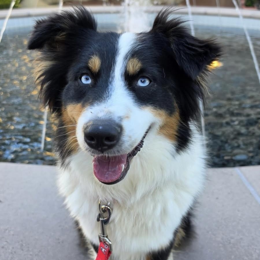 Enlarge Kiki, an adopted Australian Shepherd in Newport Beach, CA image 3/4