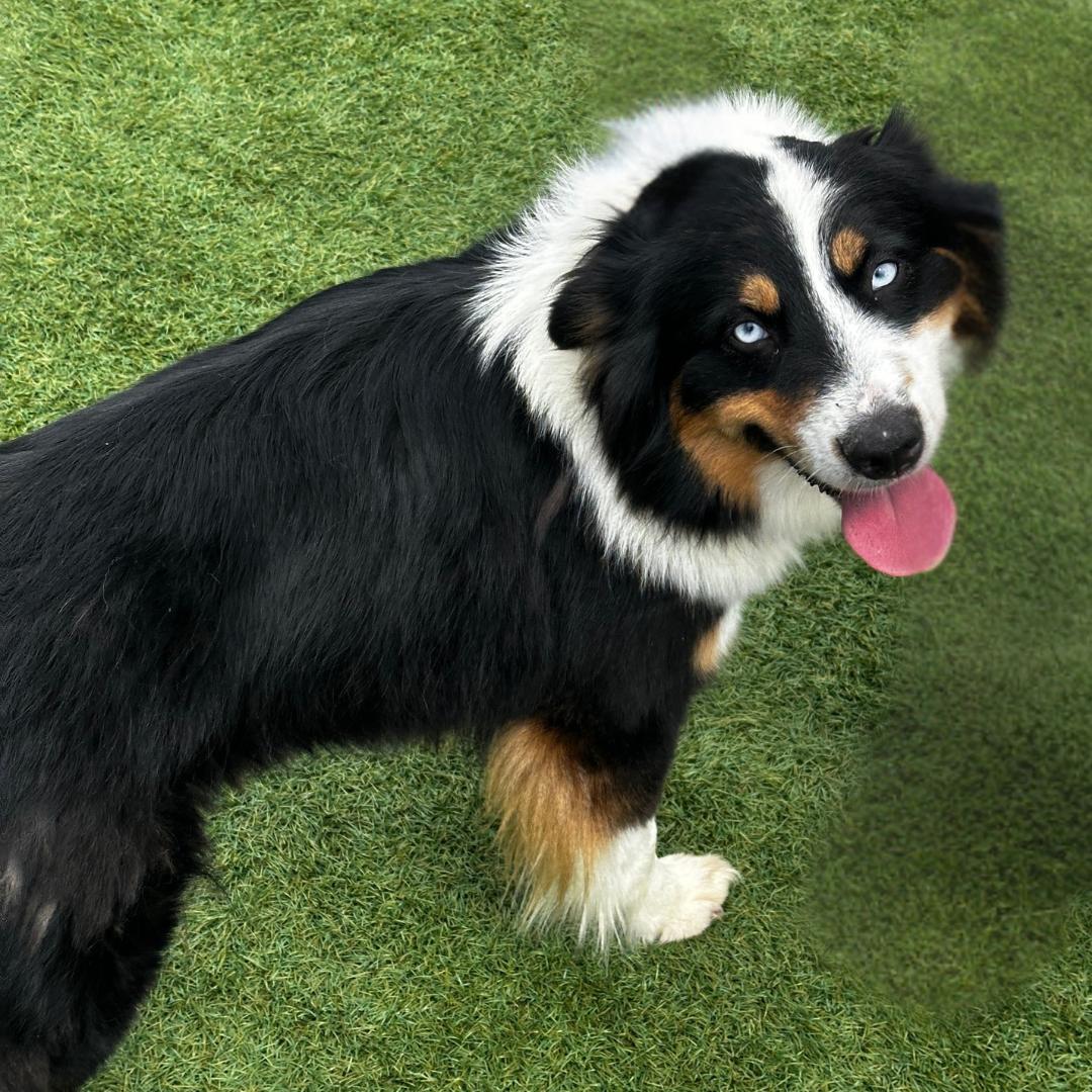 Enlarge Kiki, an adopted Australian Shepherd in Newport Beach, CA image 4/4